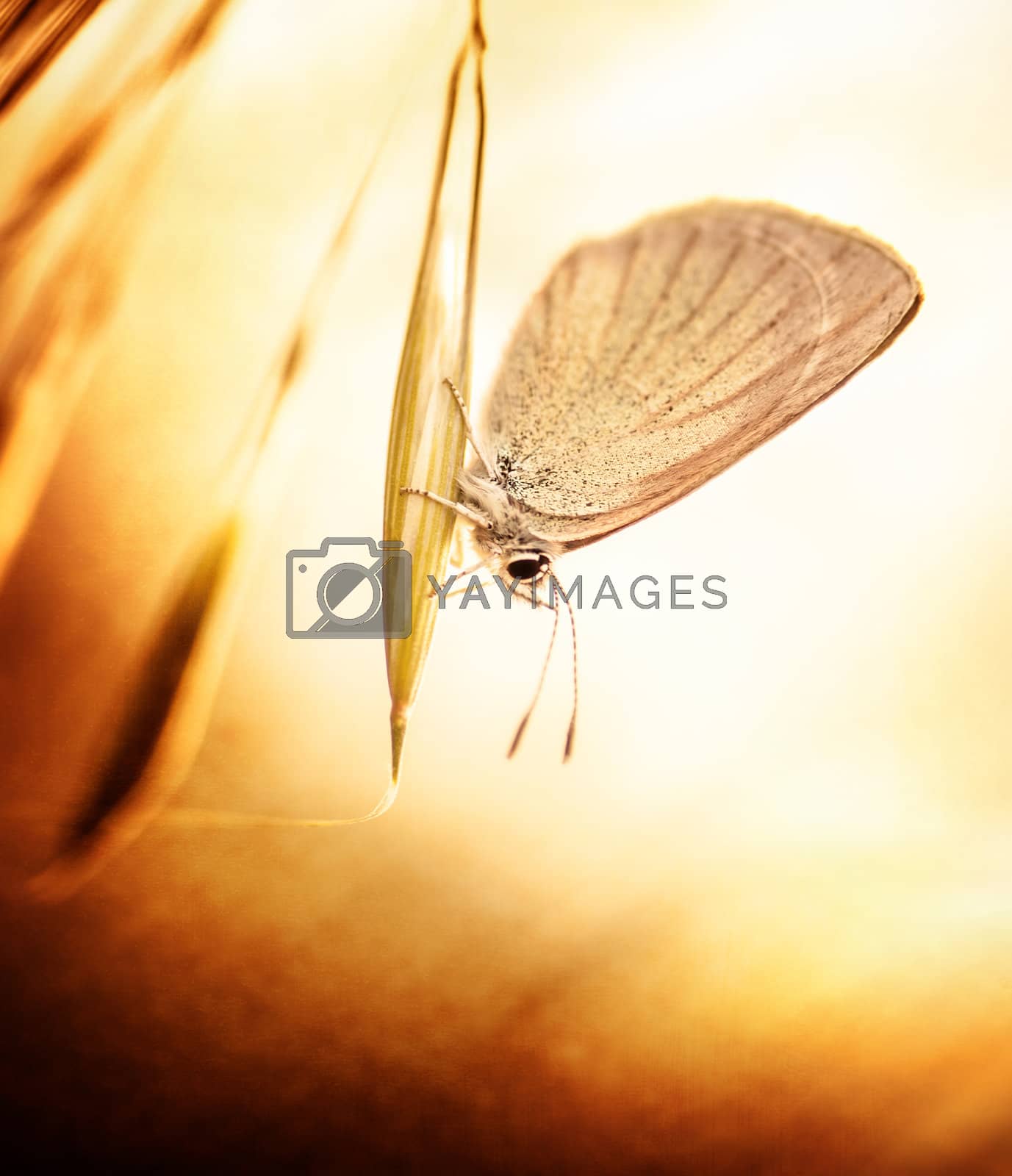 Royalty free image of Grunge photo of butterfly by Anna_Omelchenko