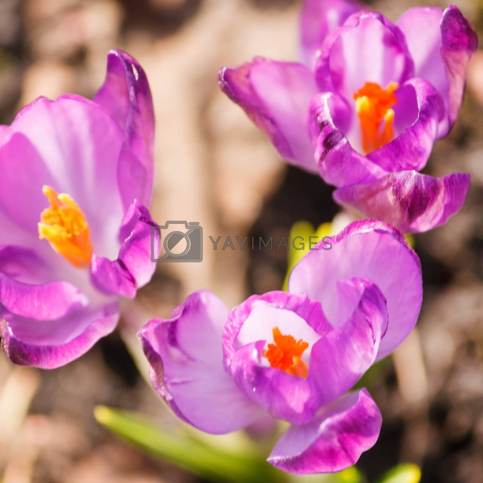 Royalty free image of spring flowers by shebeko