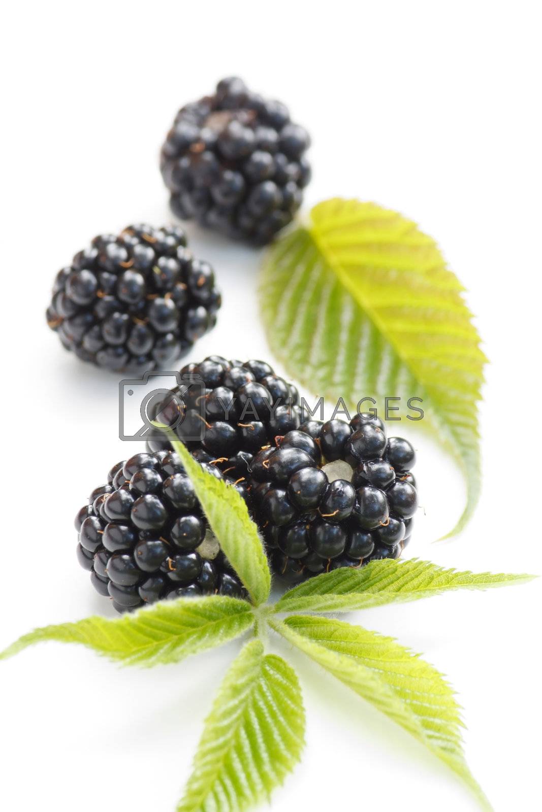 Royalty free image of dewberries (blackberries) and green leaves  by shebeko