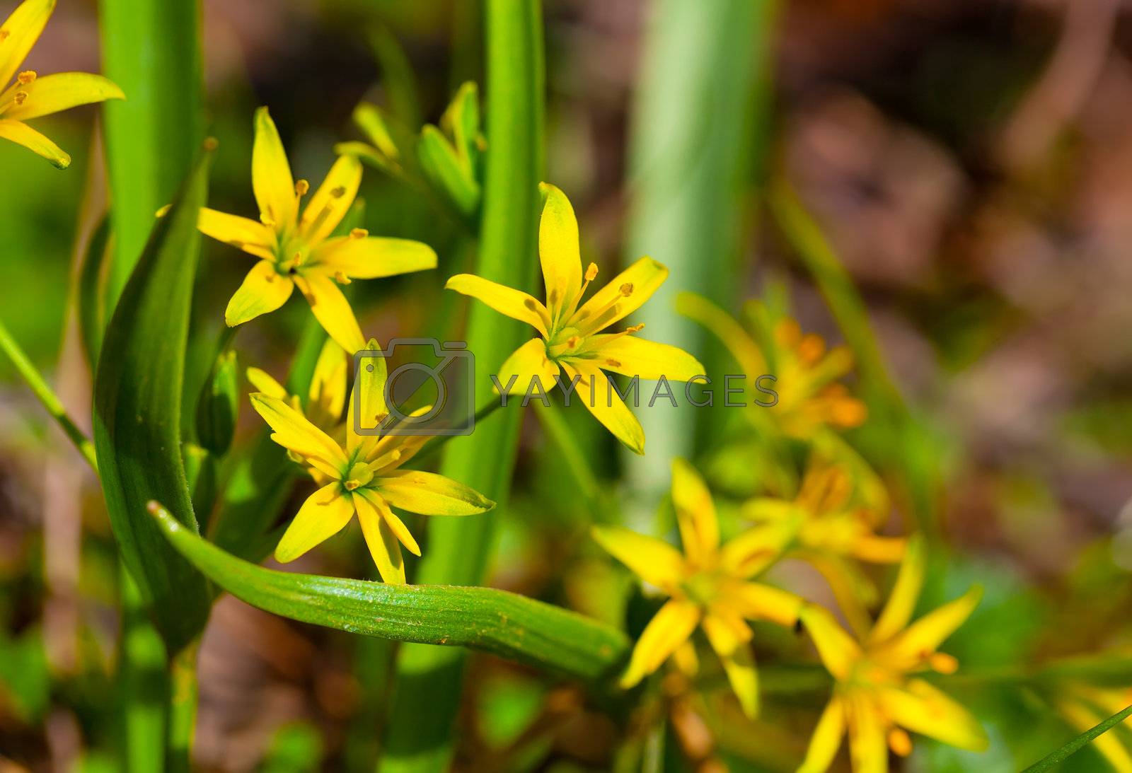 Royalty free image of Yellow Star-of-Bethlehem (Gagea lutea), yellow  spring flowers
 by motorolka