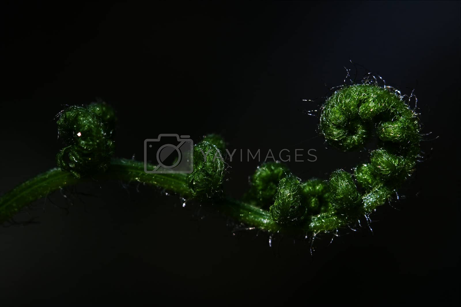 Royalty free image of abstract fern torsion  in the spring by lkpro