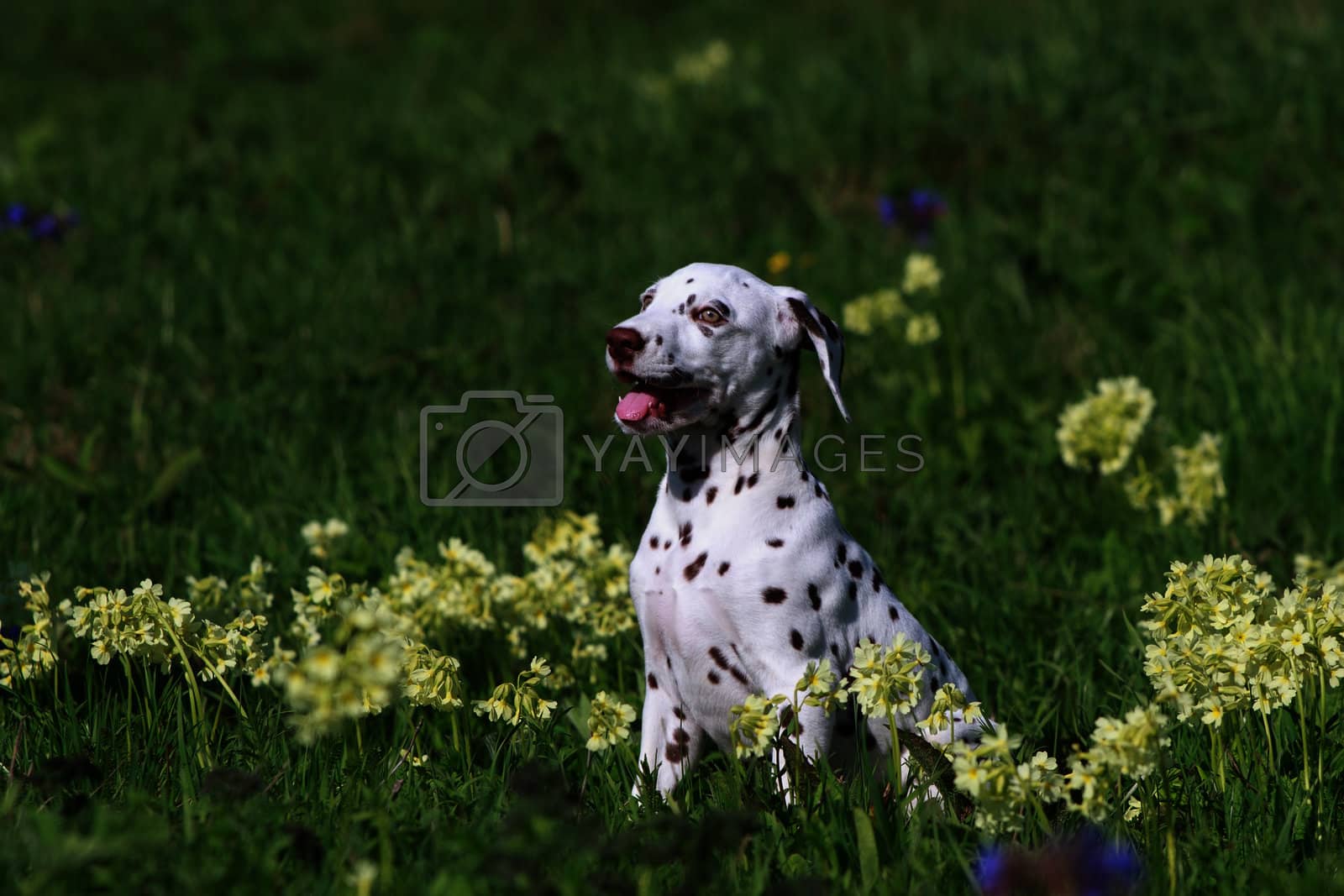 Royalty free image of Dalmatian puppy dog  by Ohotnik