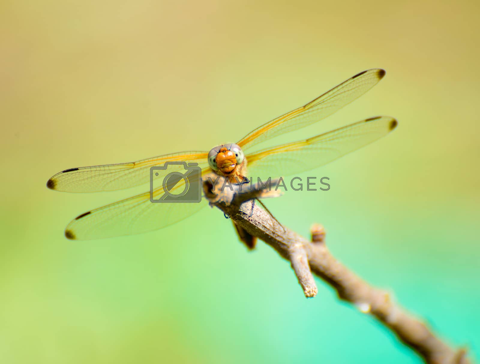 Royalty free image of Dragonfly resting on the branch by maxpro