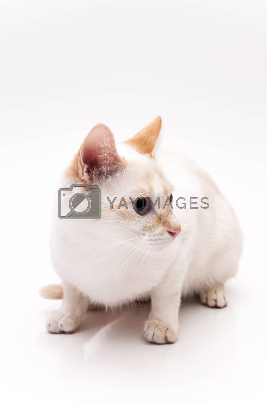 Royalty free image of white Cat by arnau2098