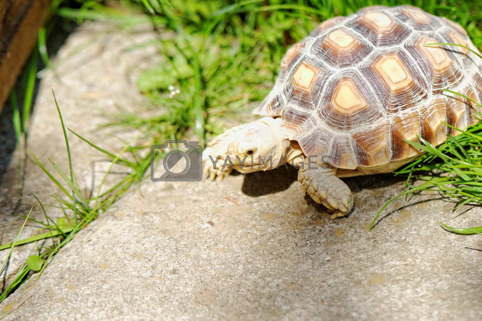 Royalty free image of African Spurred Tortoise by NagyDodo