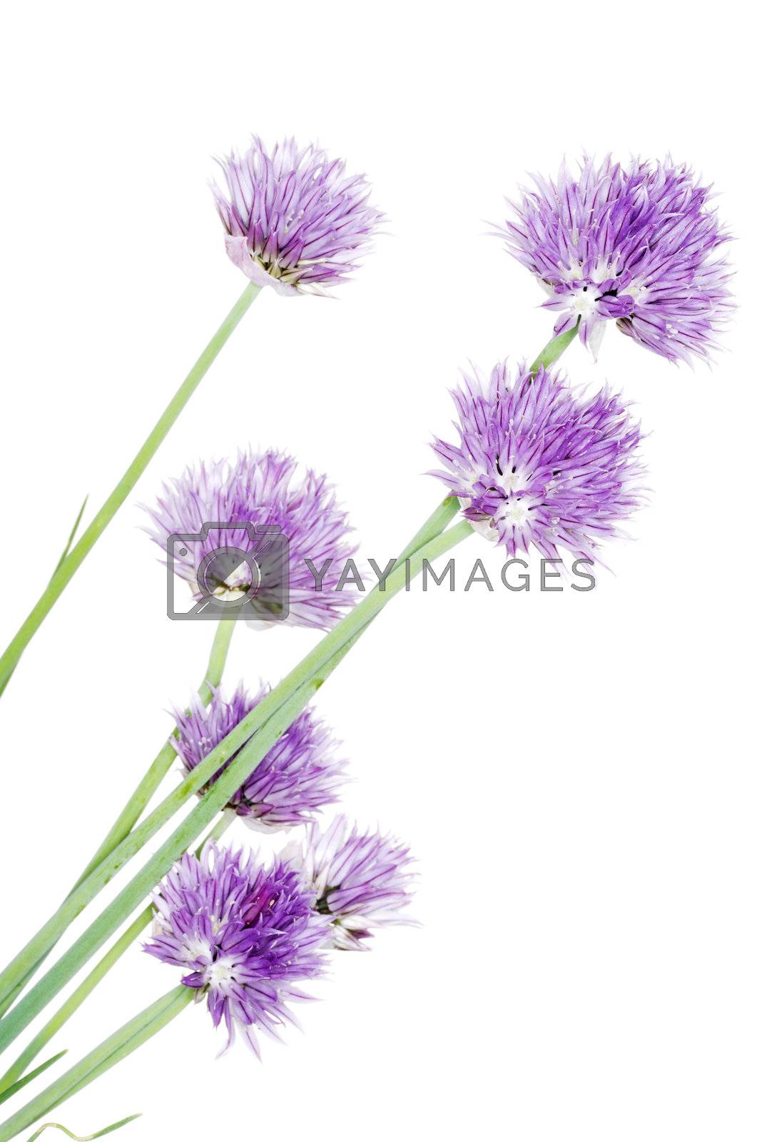 Royalty free image of Chives decorative flowers  by BDS