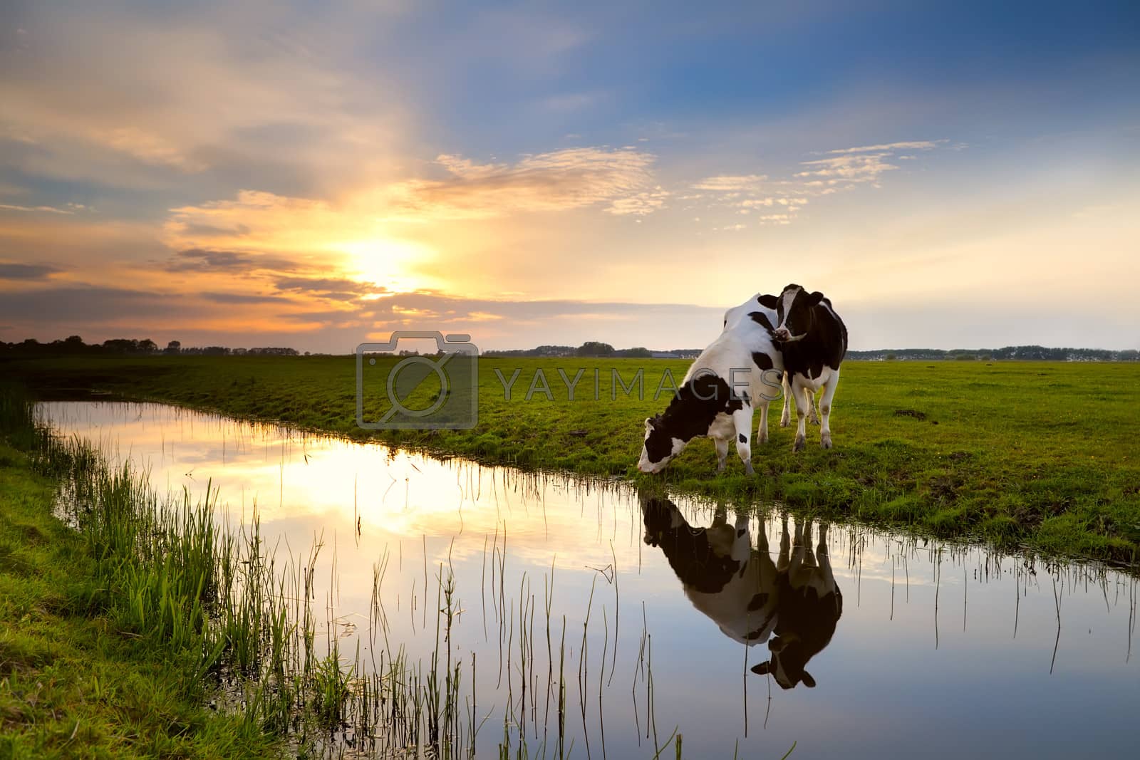 Royalty free image of two cows by river at sunset by catolla