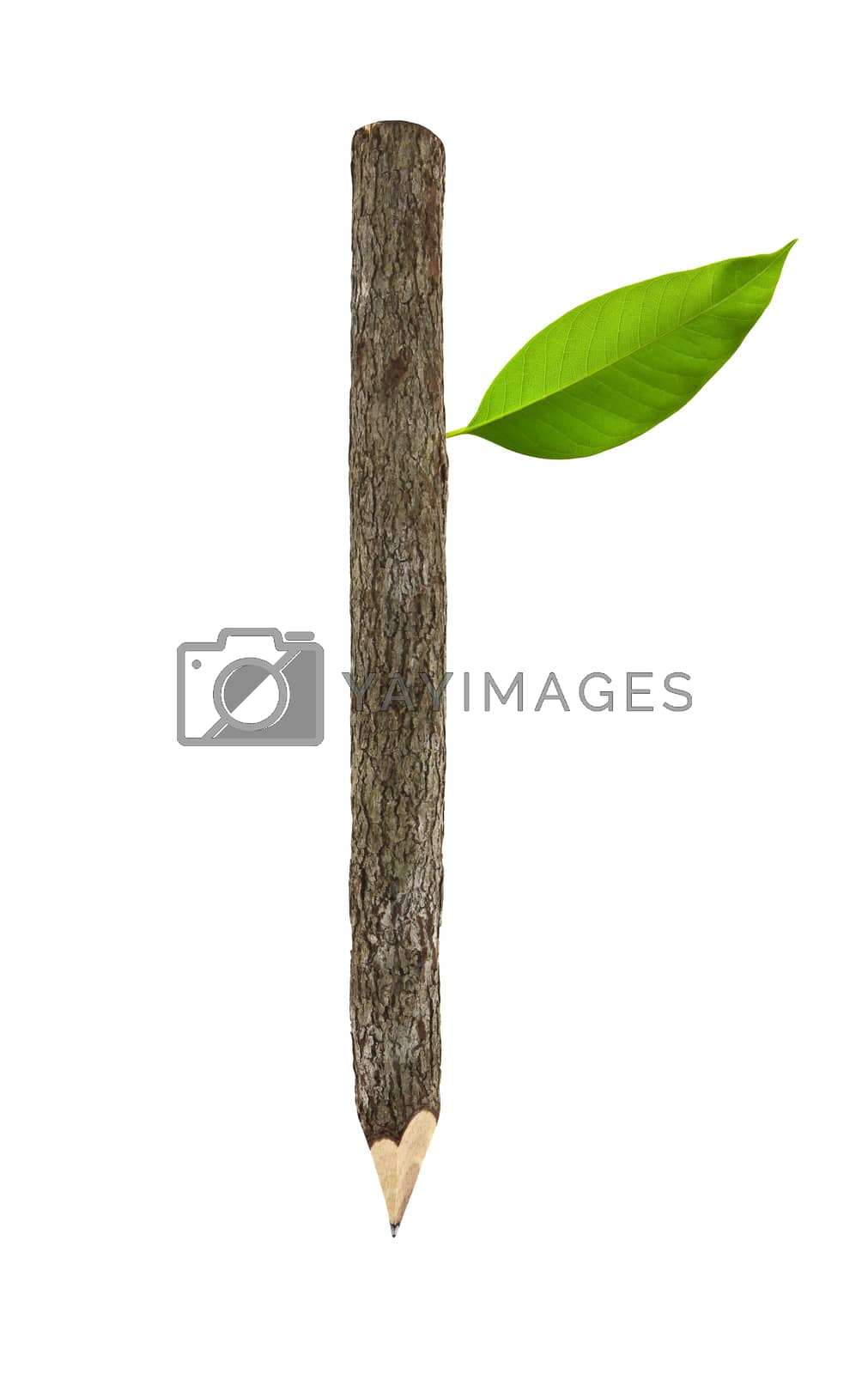 Royalty free image of bark pencil by zirconicusso