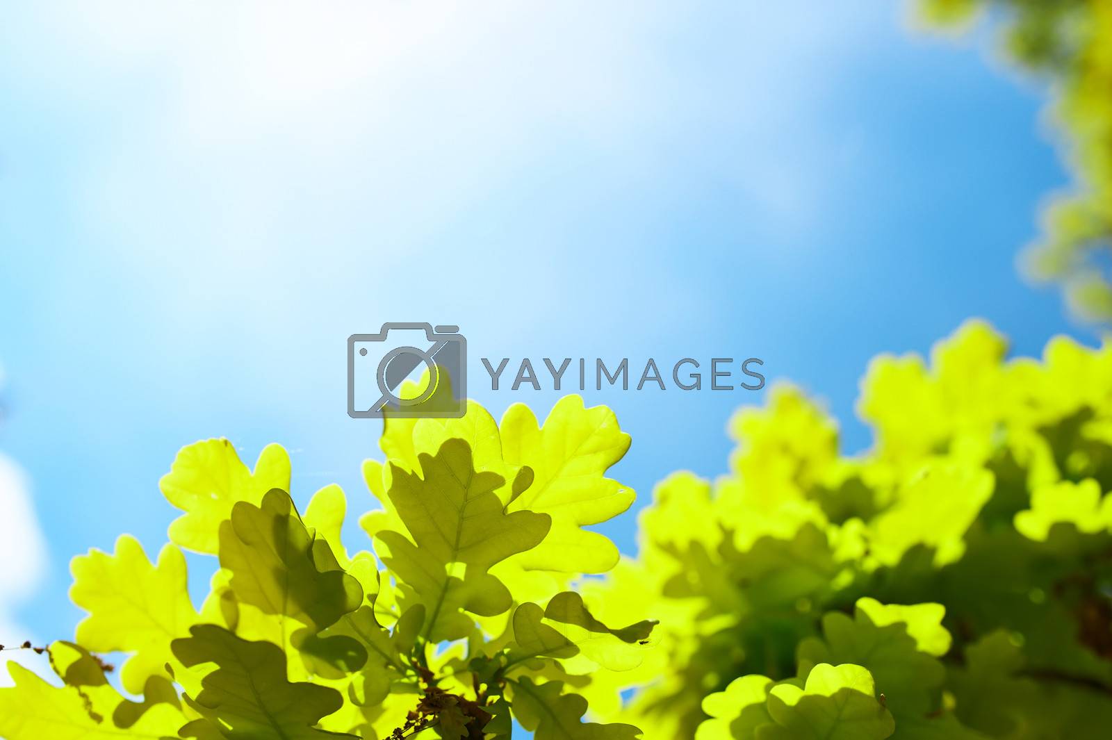 Royalty free image of Spring oak leaves by haveseen