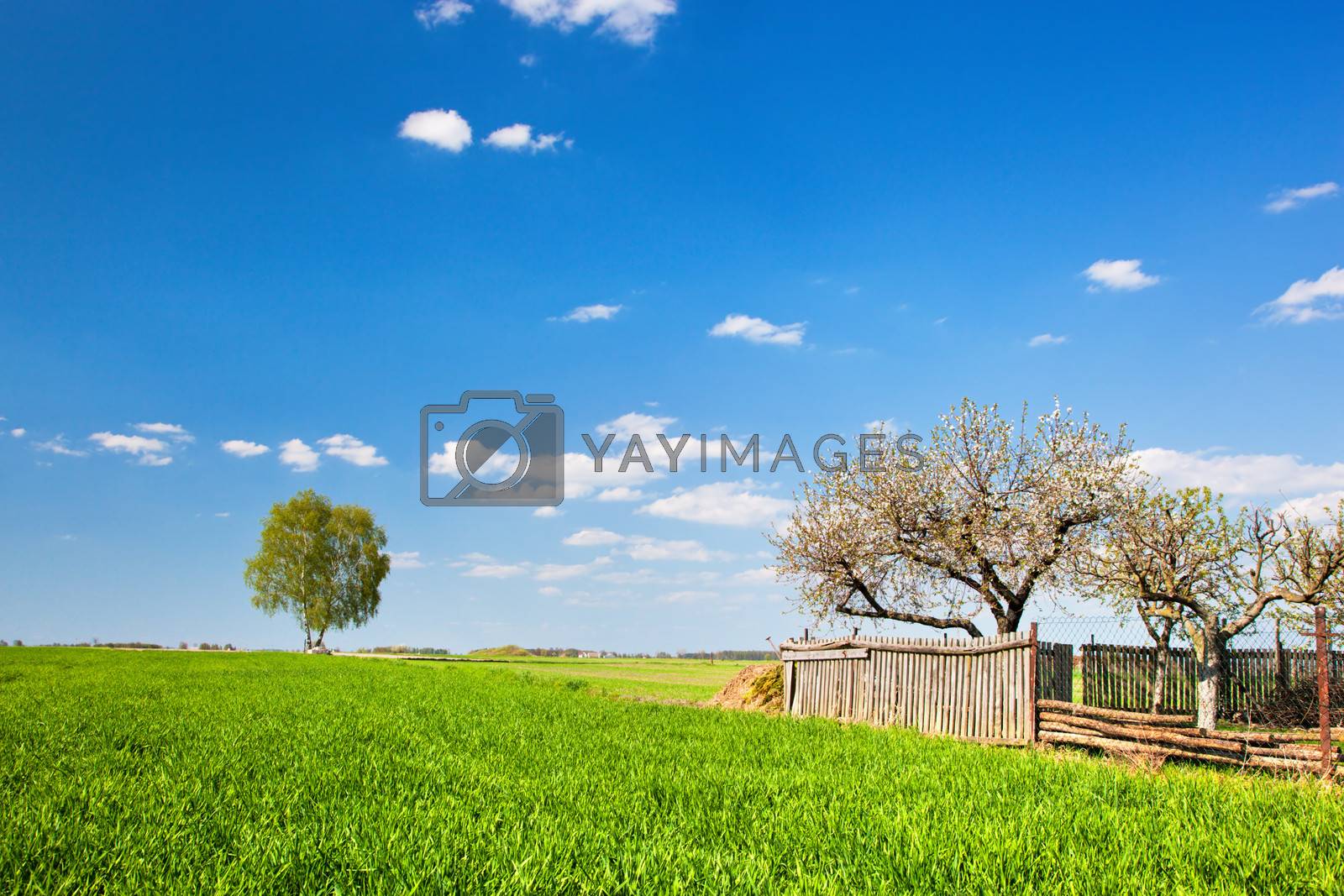 Countryside landscape during spring. Grassy field with trees and wooden fence