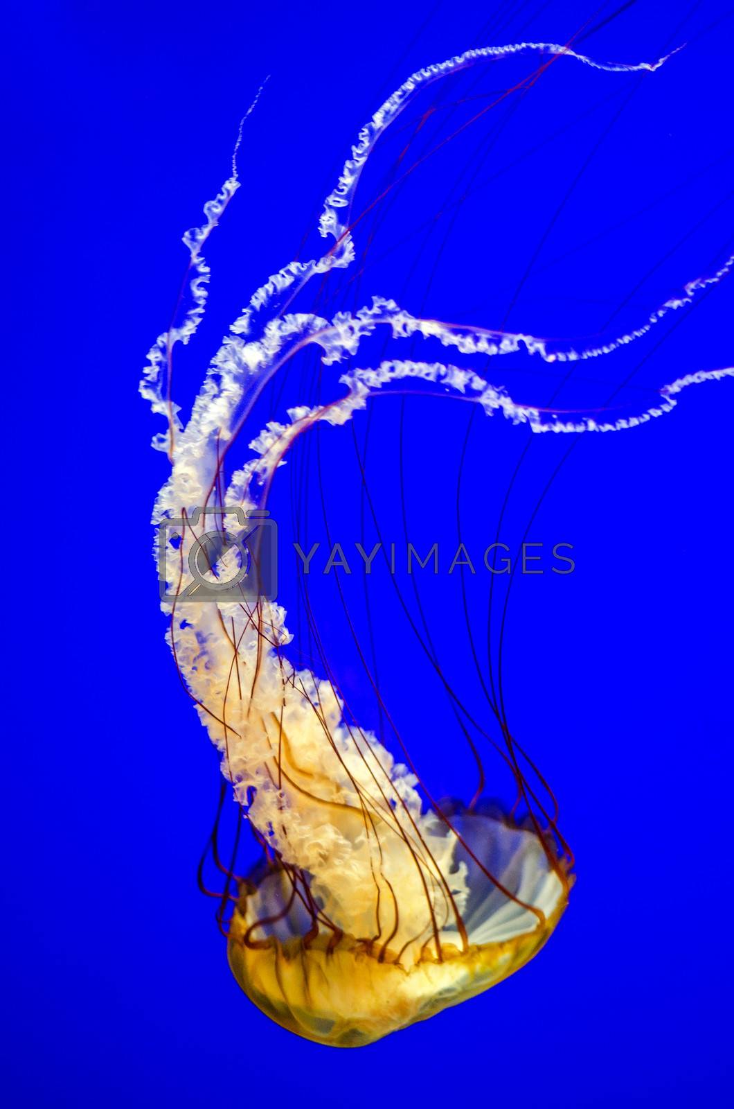 Royalty free image of Sea Nettle Jellyfish Vertical by jkraft5
