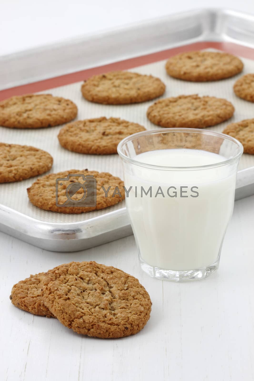 Royalty free image of Fresh baked oatmeal cookies by tacar