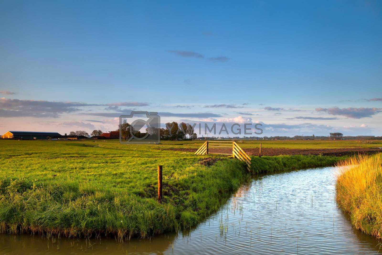 Royalty free image of typical dutch farmland with canals by catolla