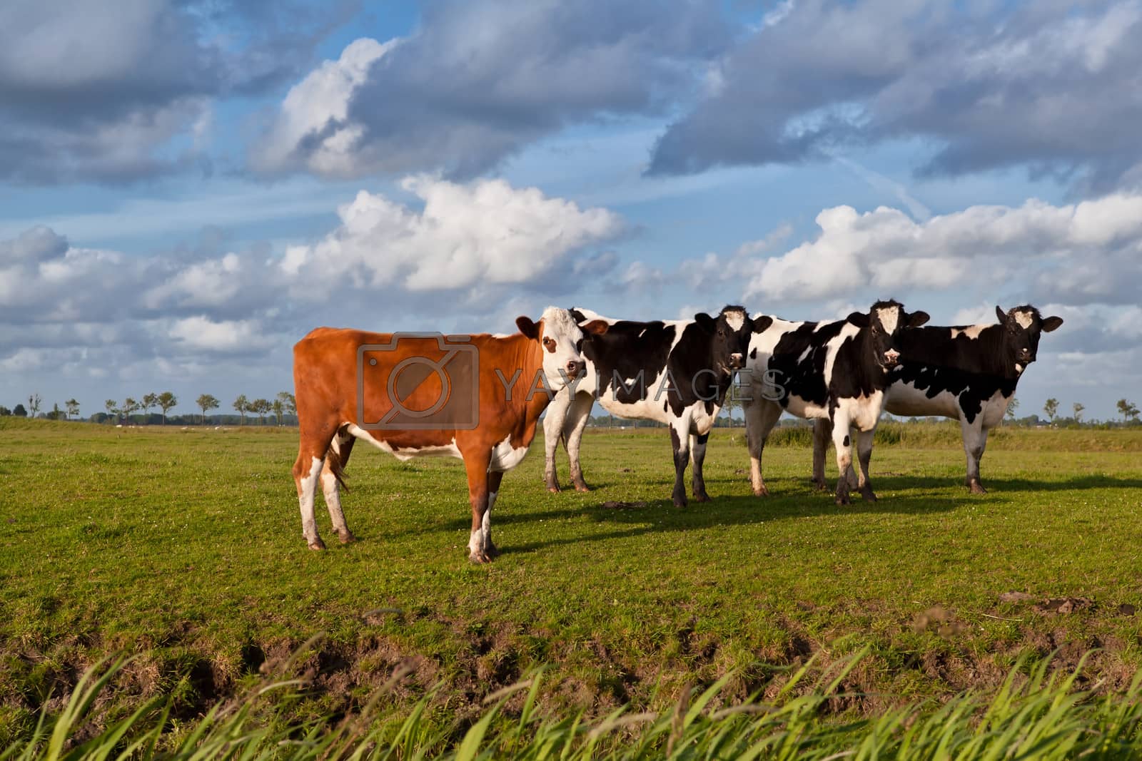 Royalty free image of few cows on pasture by catolla