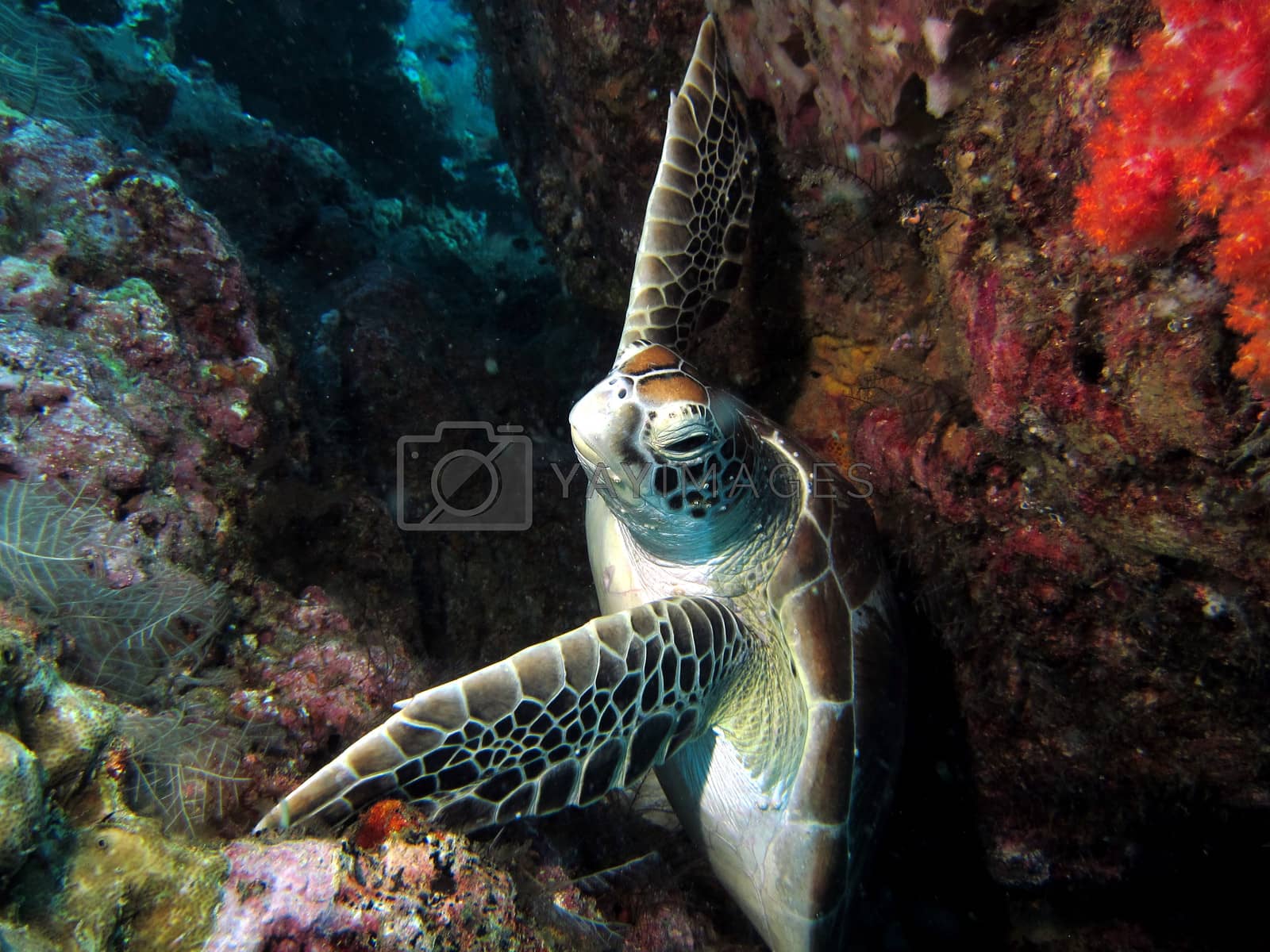 Royalty free image of Turtle Holding On by ChrisAlleaume