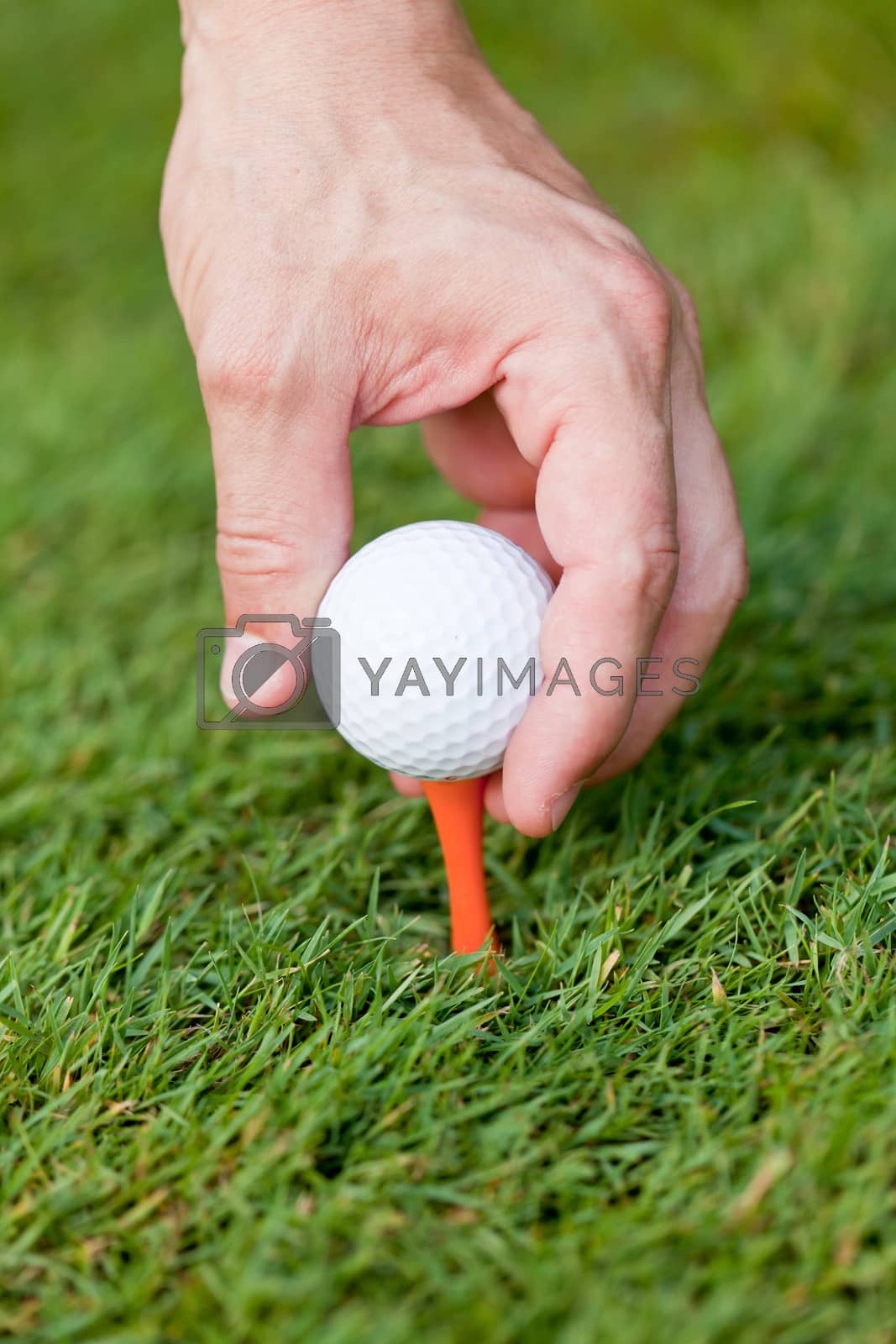 Royalty free image of golf ball and iron on green grass detail macro summer outdoor by juniart