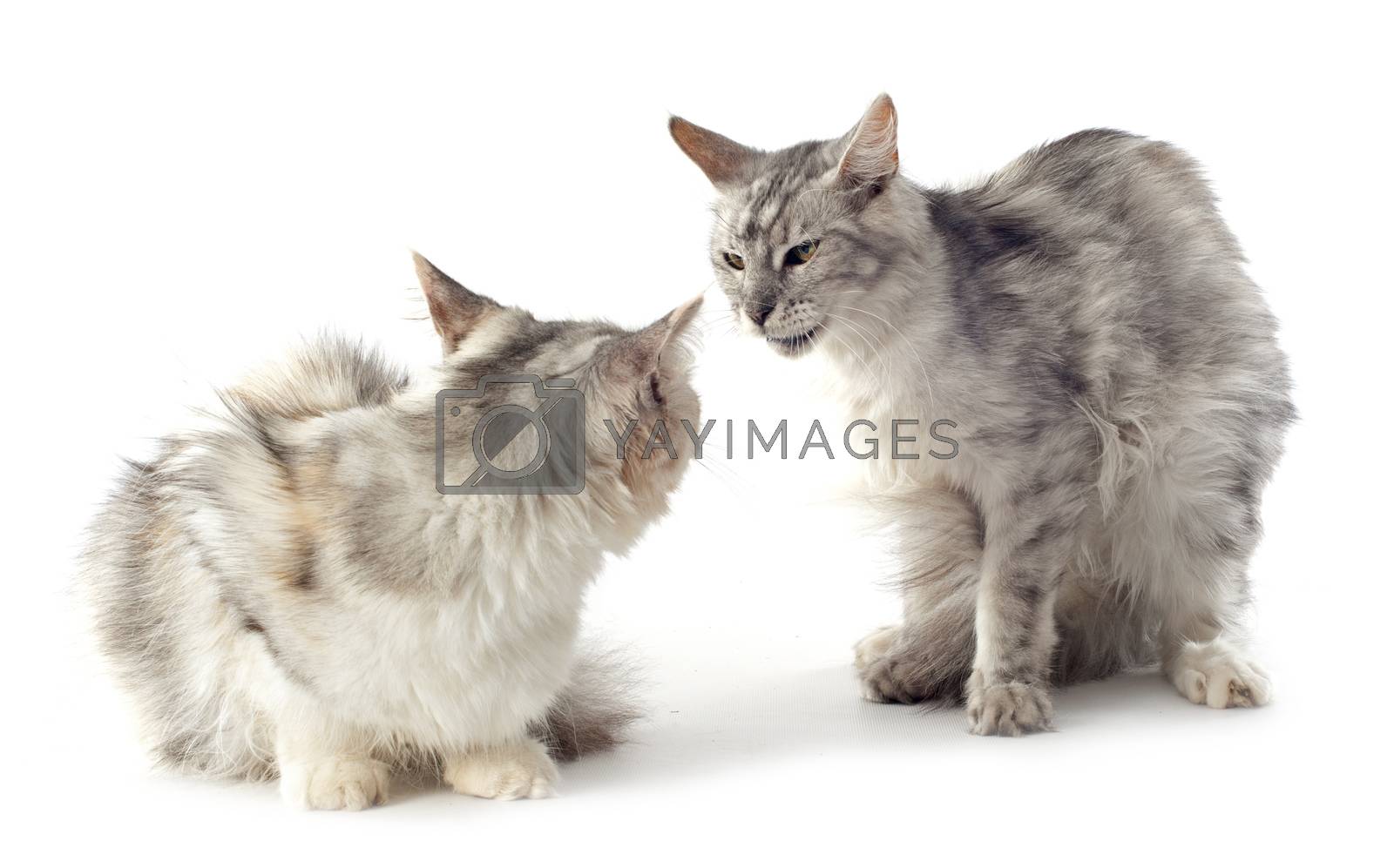 Royalty free image of maine coon cats by cynoclub