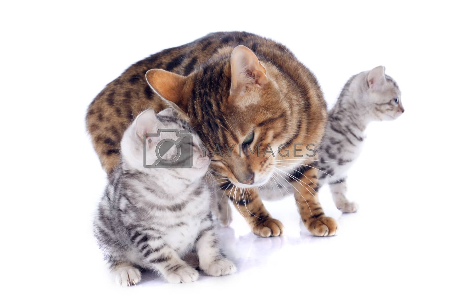 Royalty free image of bengal cats and tenderness by cynoclub