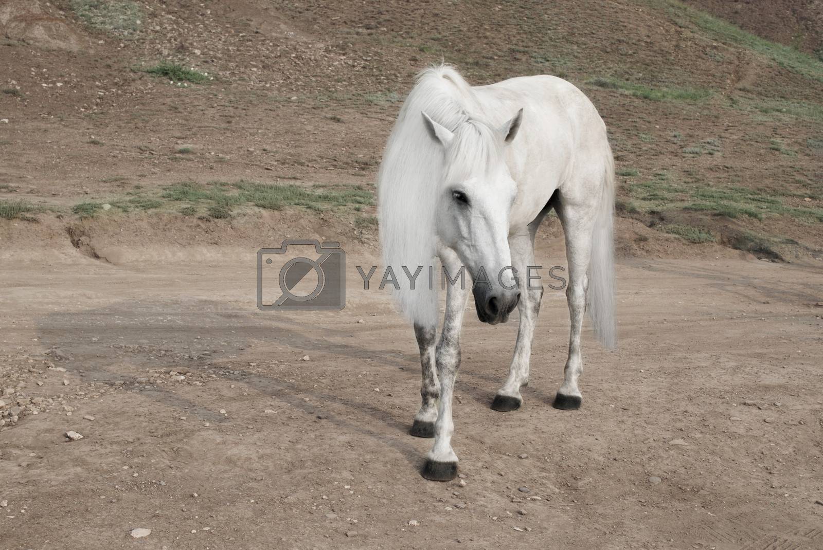 Royalty free image of white horse with a beautiful mane by gurin_oleksandr