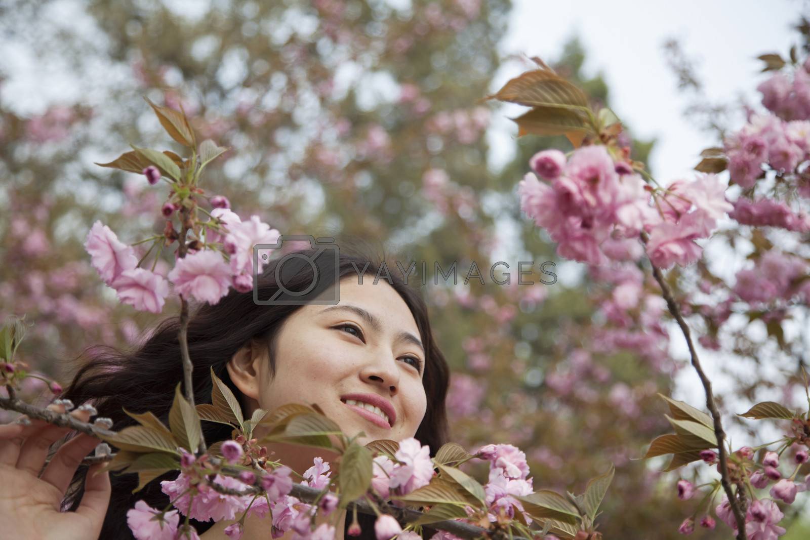 Royalty free image of Portrait of smiling and serene young woman by beautiful pink blossoms, in the park in springtime by XiXinXing