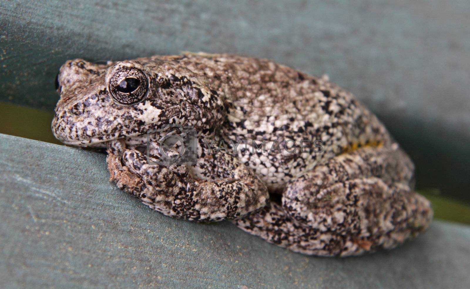 Royalty free image of Comfy Gray Tree Frog
 by ca2hill