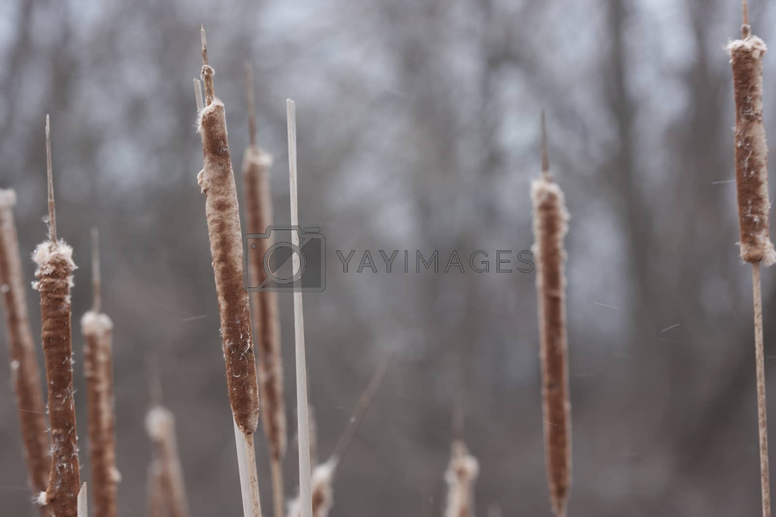 Royalty free image of cattail reeds by adamfilip