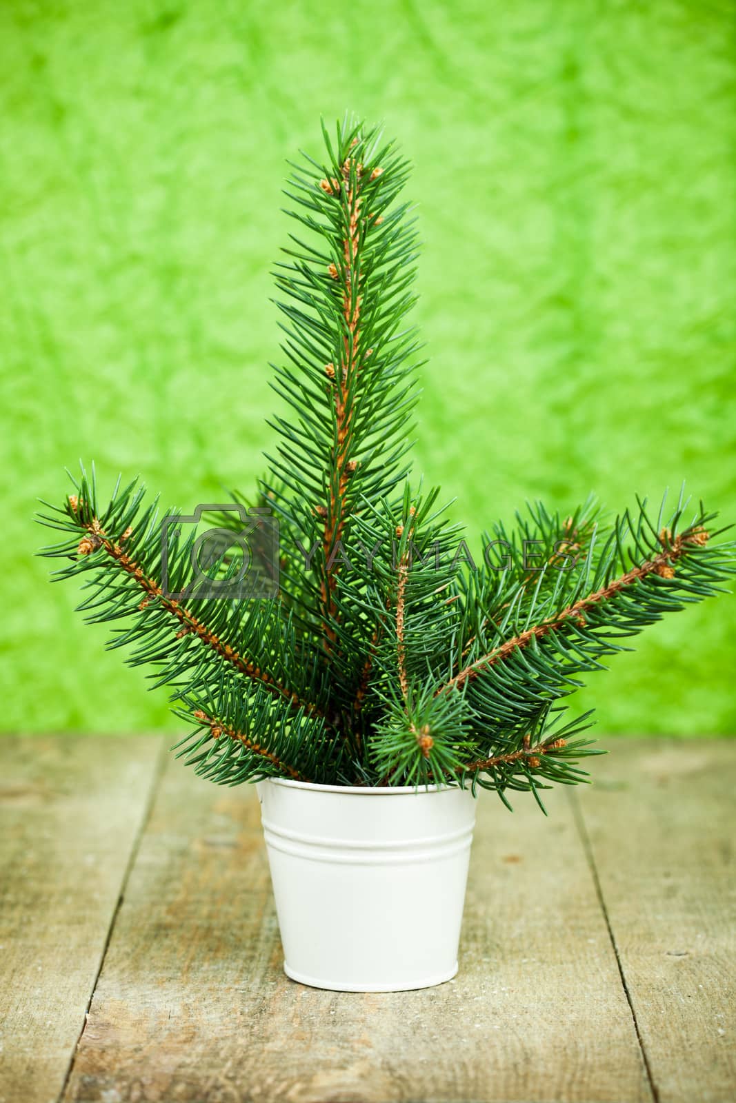 Royalty free image of bucket with christmas fir tree  by marylooo