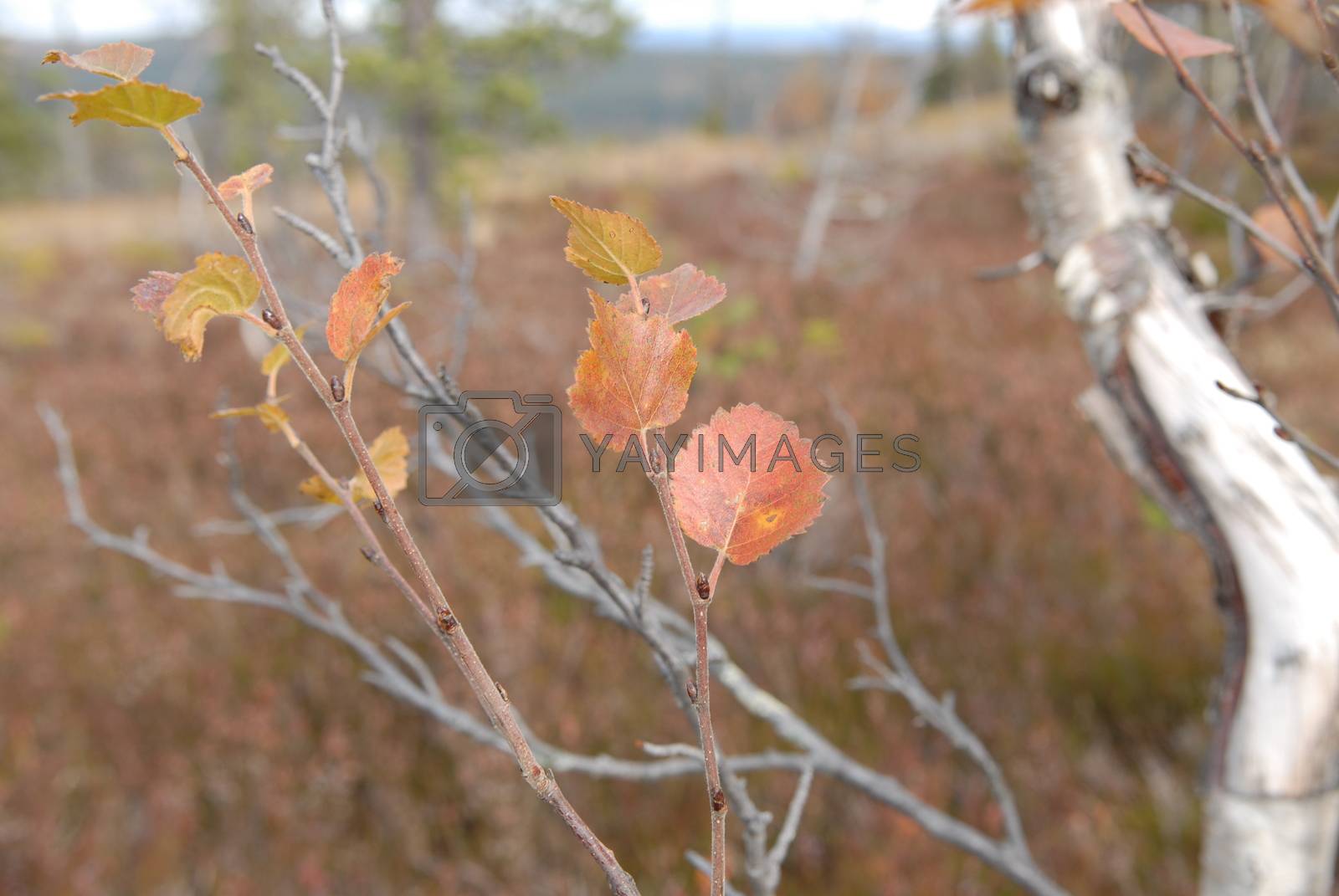 Royalty free image of Autumn leaf in the mountain by Bildehagen