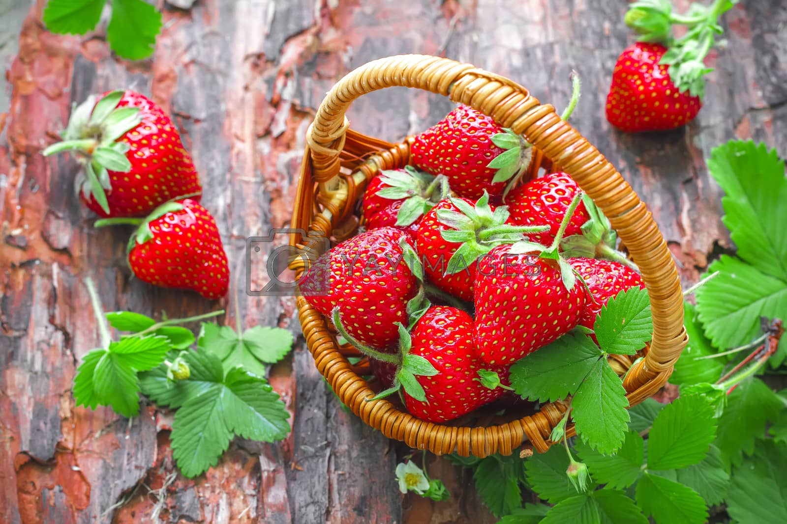 Royalty free image of Strawberry by yelenayemchuk