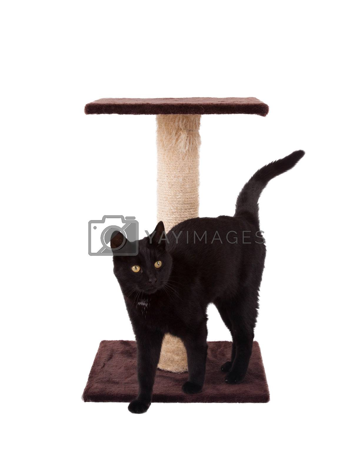 Royalty free image of Black cat with a scratch pole  by michaklootwijk