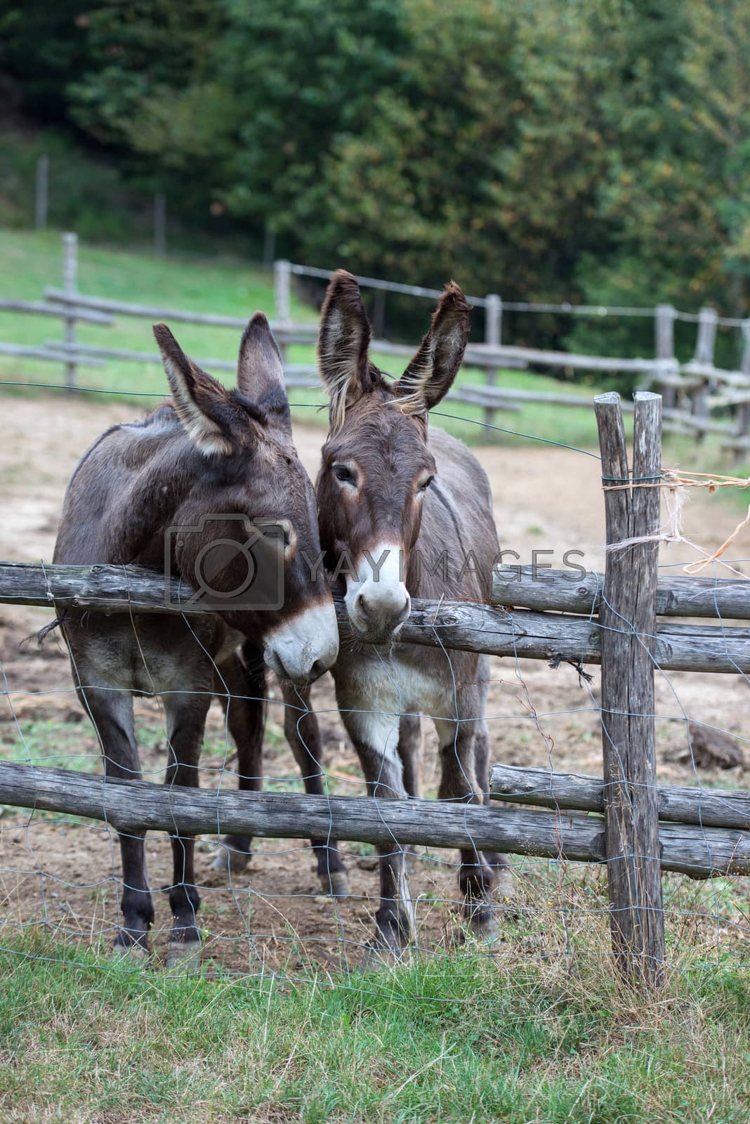 Royalty free image of pair of donkeys by giovannicaito