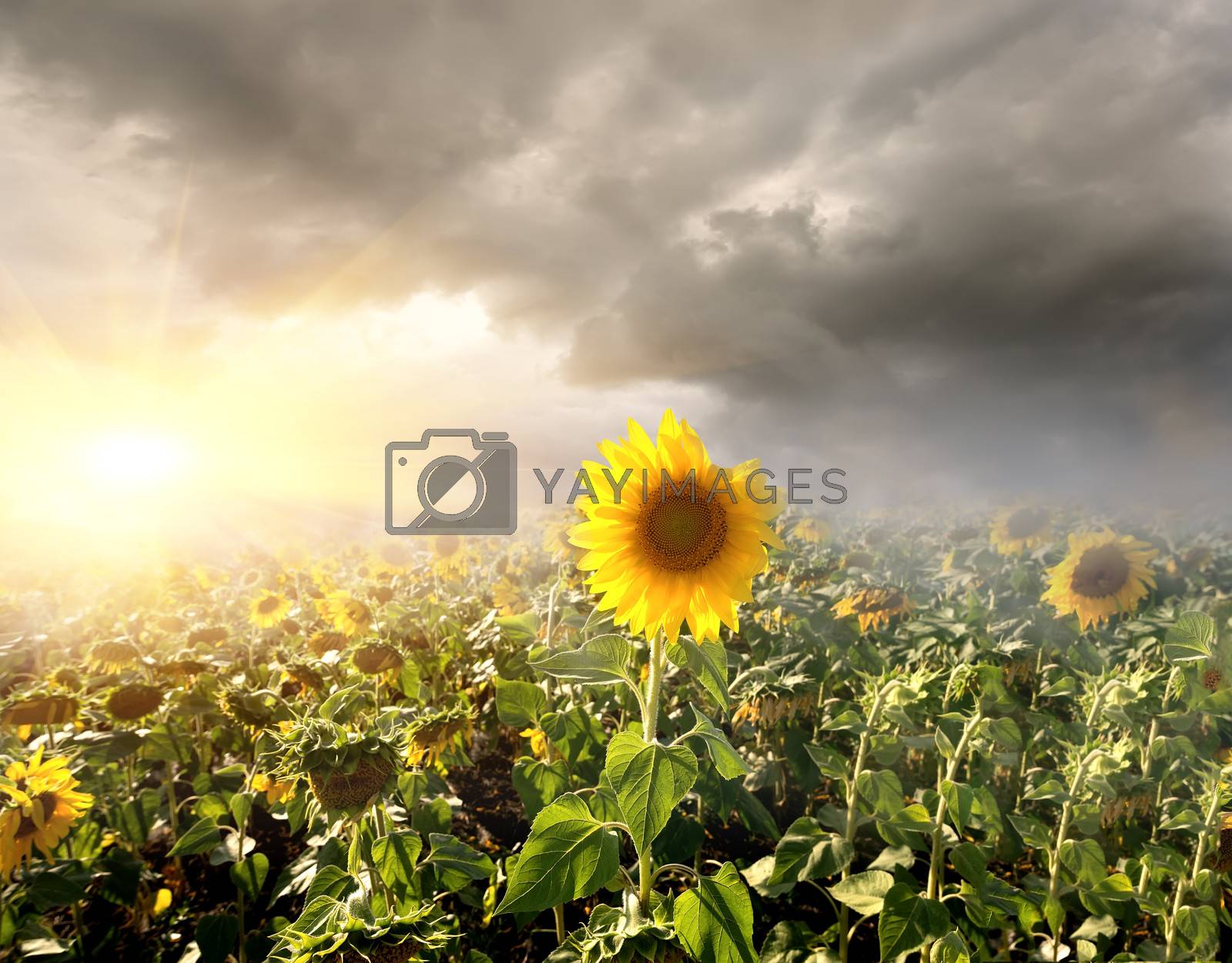 Royalty free image of Sunflowers field by Givaga