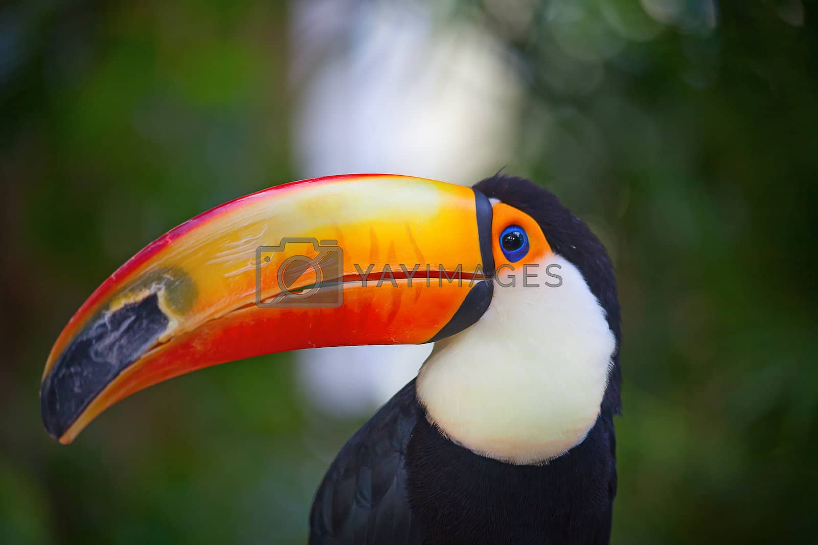 Royalty free image of Colorful tucan by swisshippo