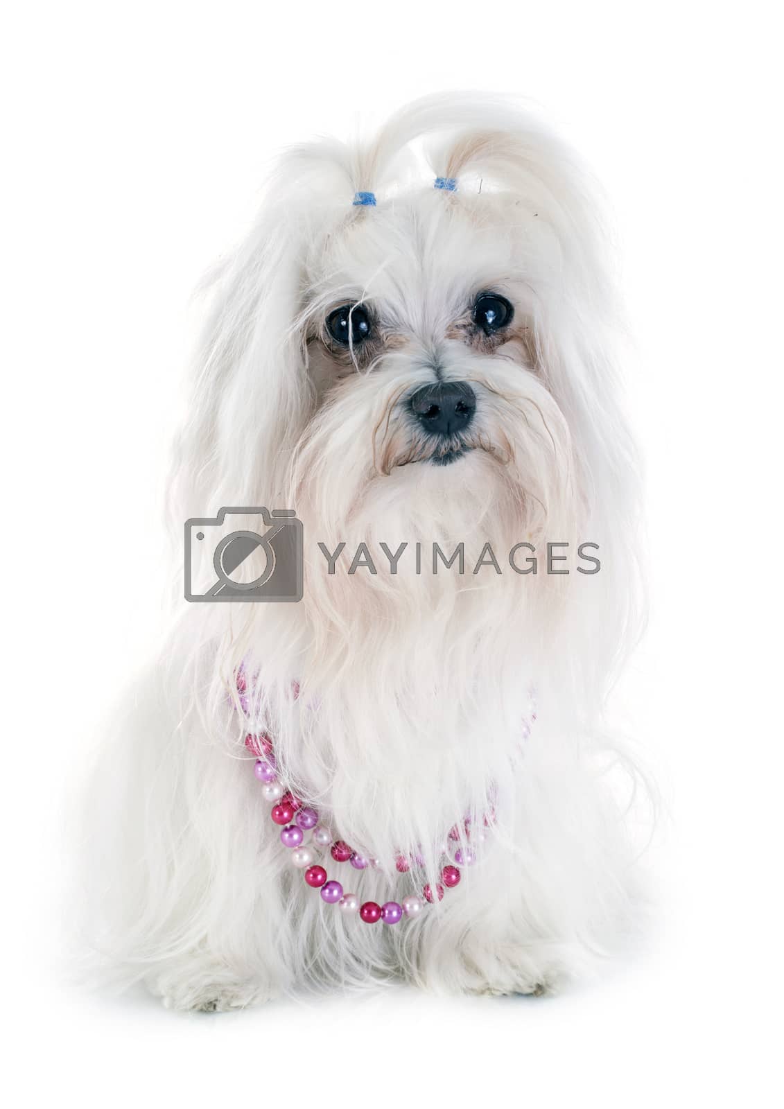 Royalty free image of maltese dog by cynoclub