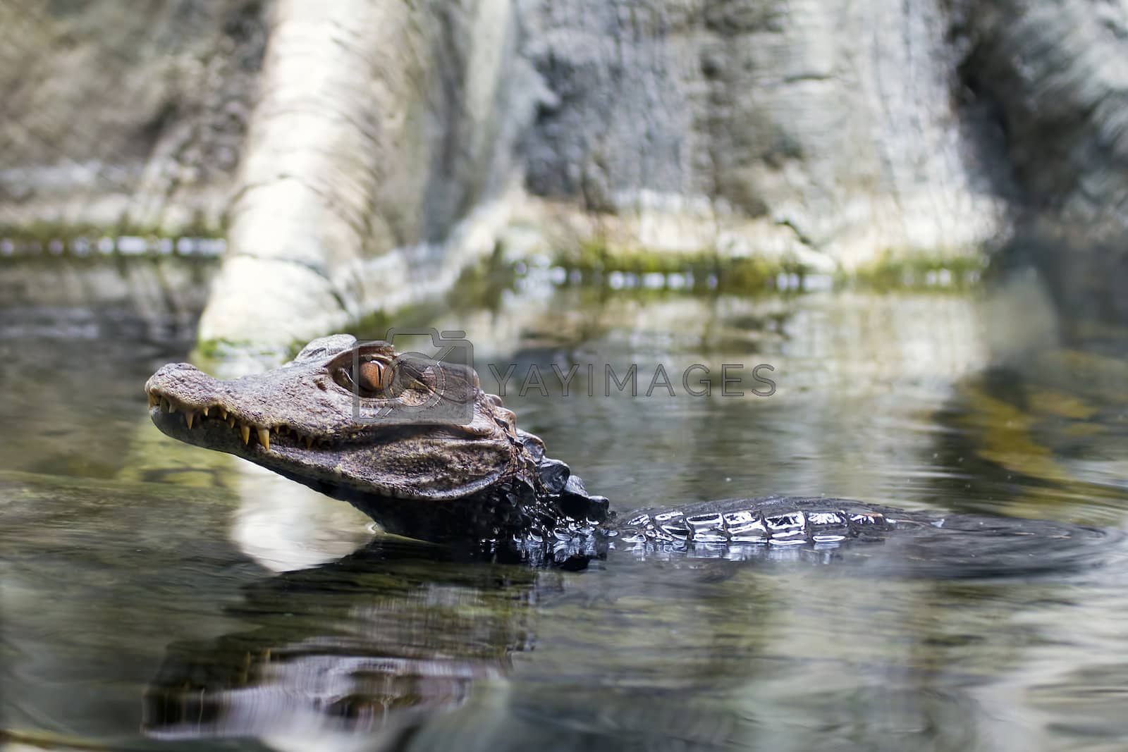 Royalty free image of Alligator Young Swimming by jpldesigns
