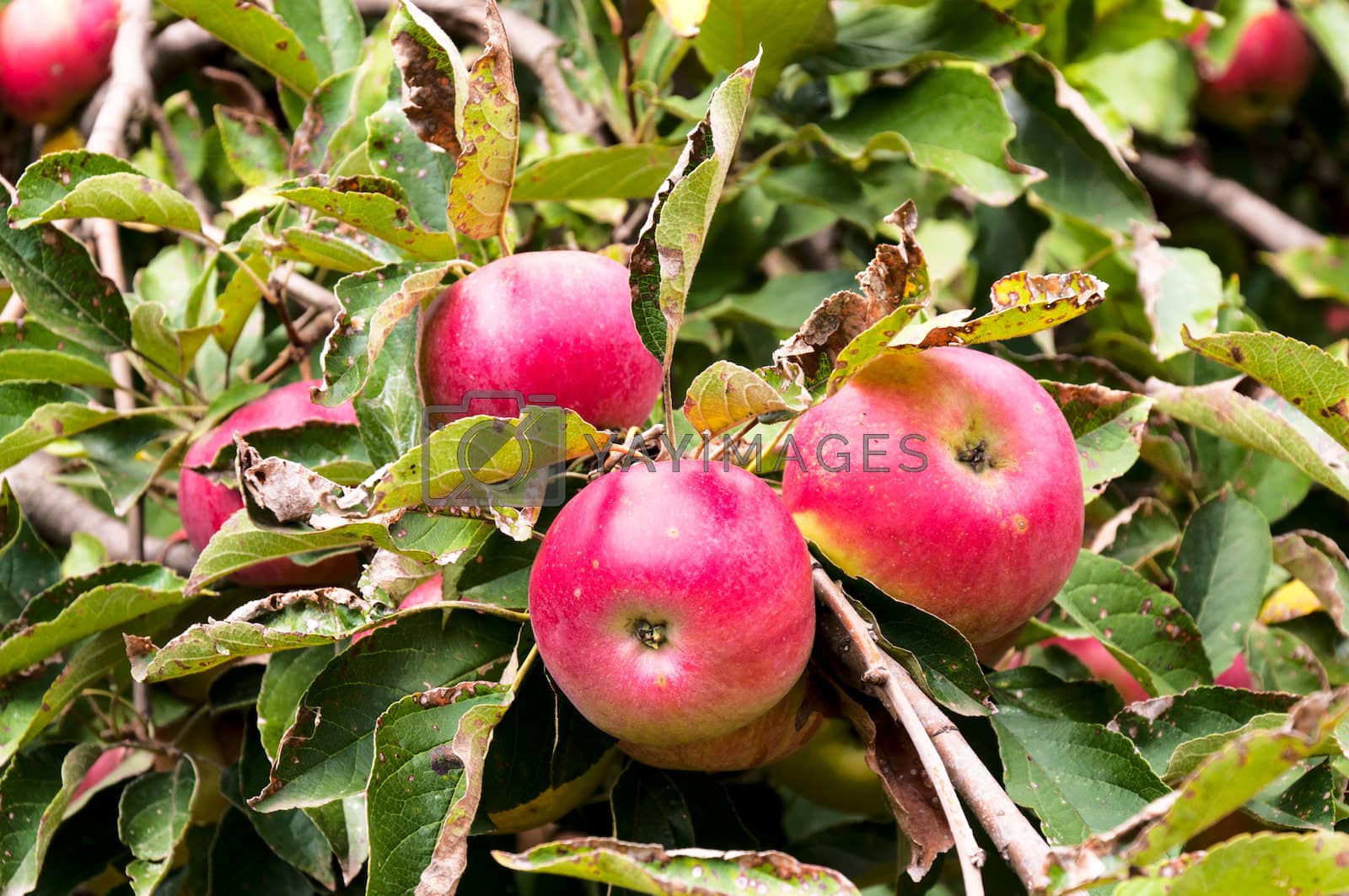 Royalty free image of Apple tree  by badmanproduction