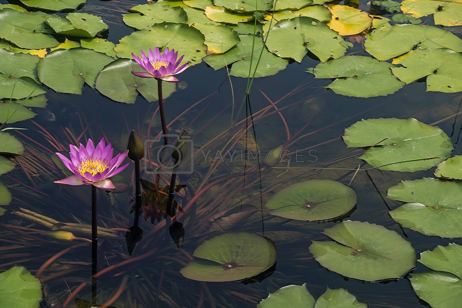 Royalty free image of Water lily by xfdly5