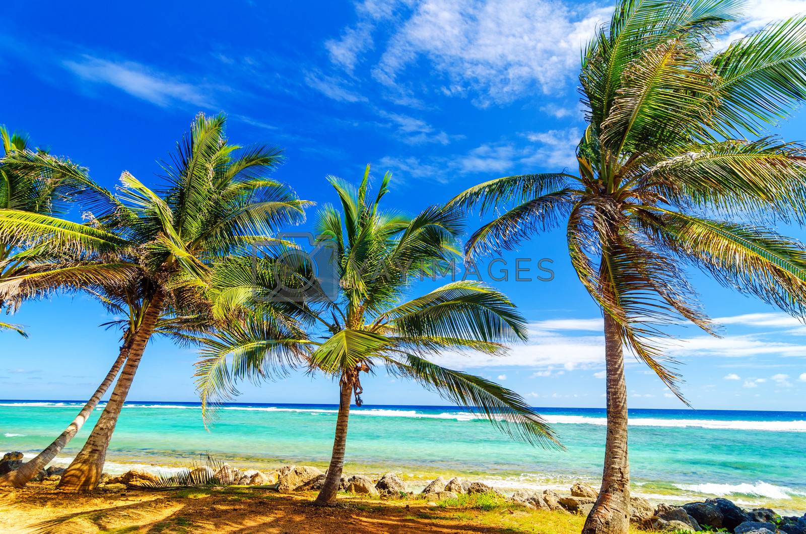 Royalty free image of Coastal Palm Trees by jkraft5