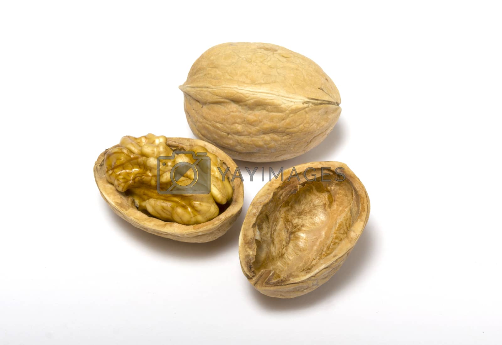 Royalty free image of walnut by matteobragaglio