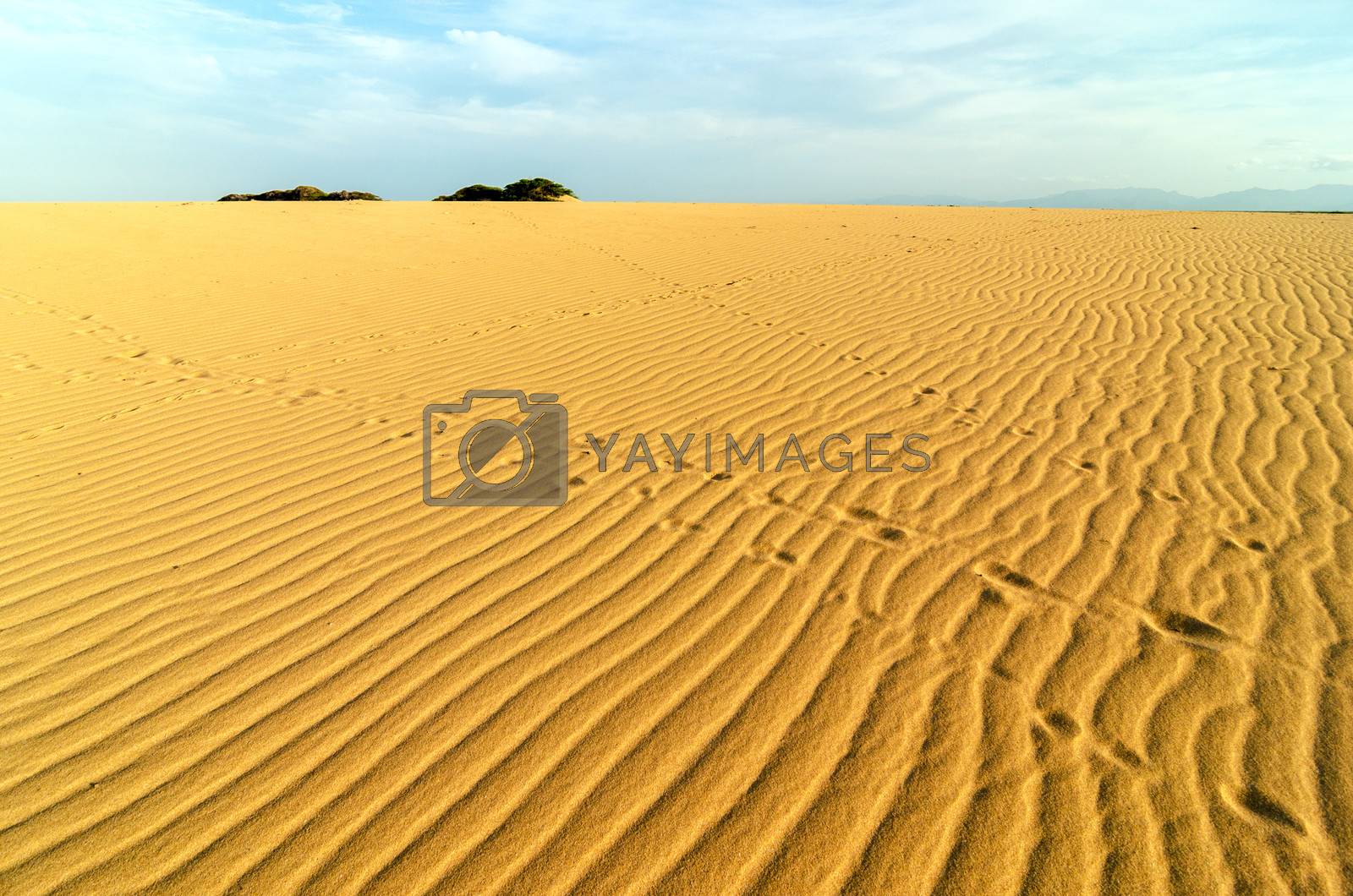 Royalty free image of Sand Ripples and Footprints by jkraft5