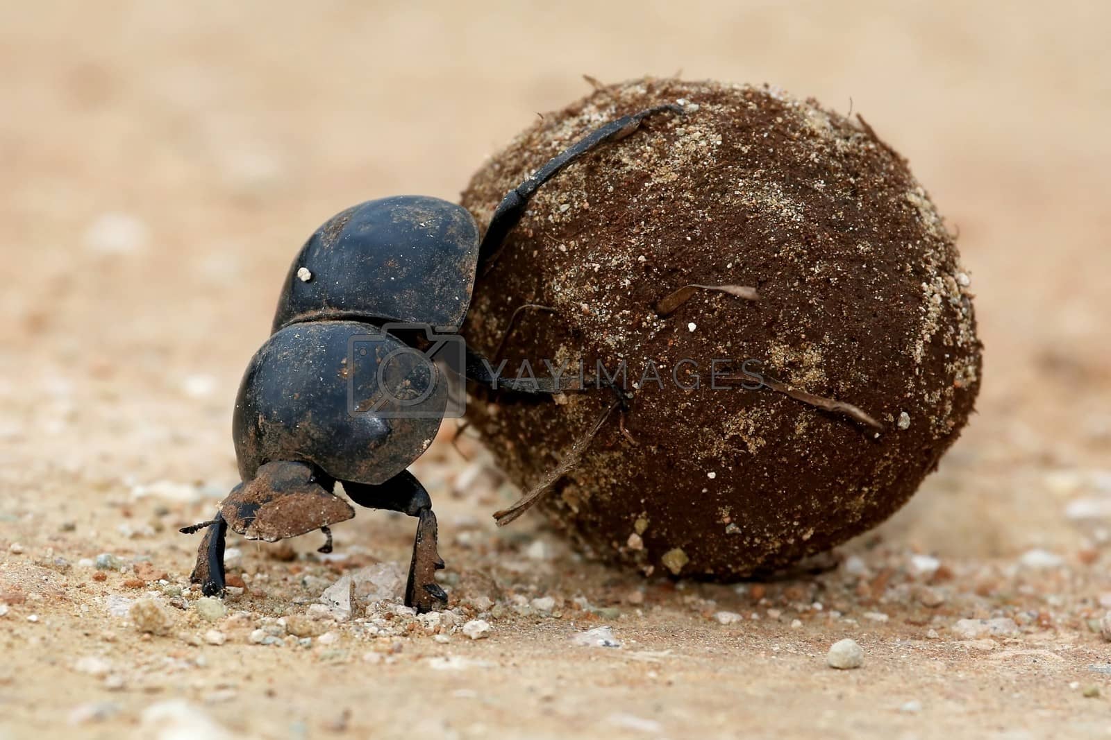 Royalty free image of Flighless Dung Beetle Rolling Ball by fouroaks