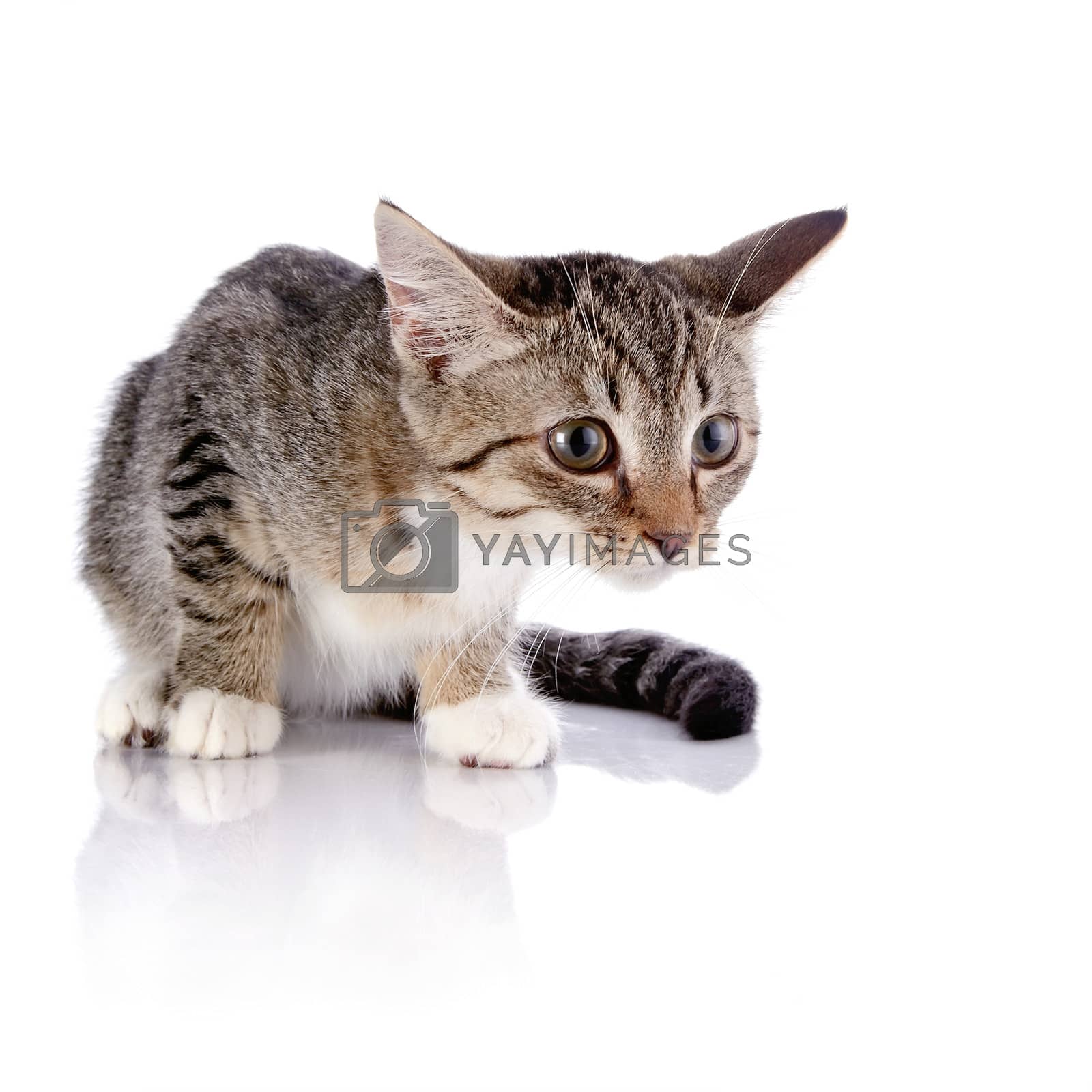 Royalty free image of The frightened striped kitten l by Azaliya