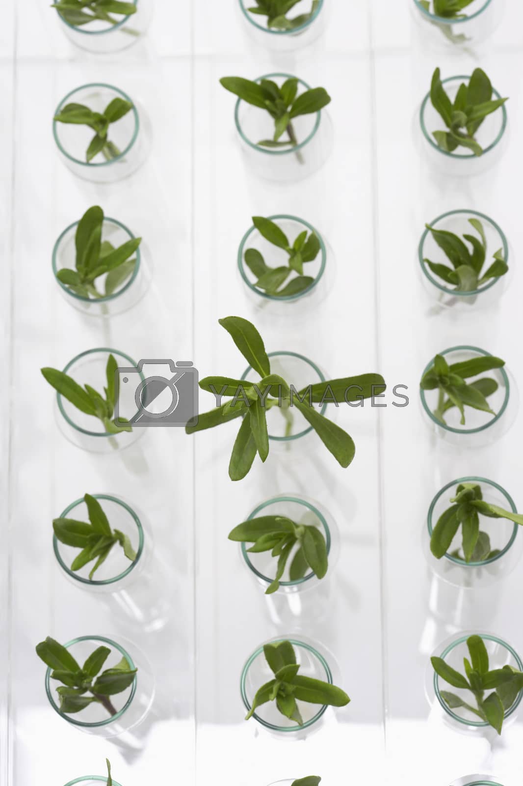 Royalty free image of Plant seedlings in glasses by moodboard