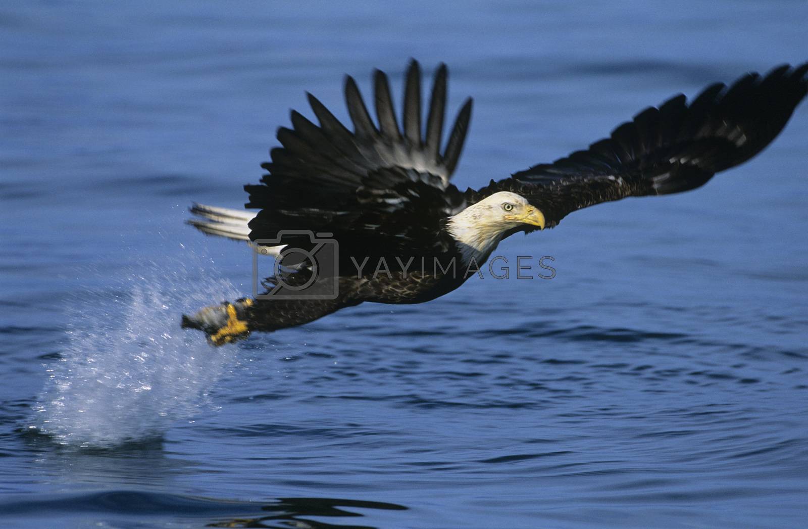 Royalty free image of Bald Eagle catching fish in river by moodboard