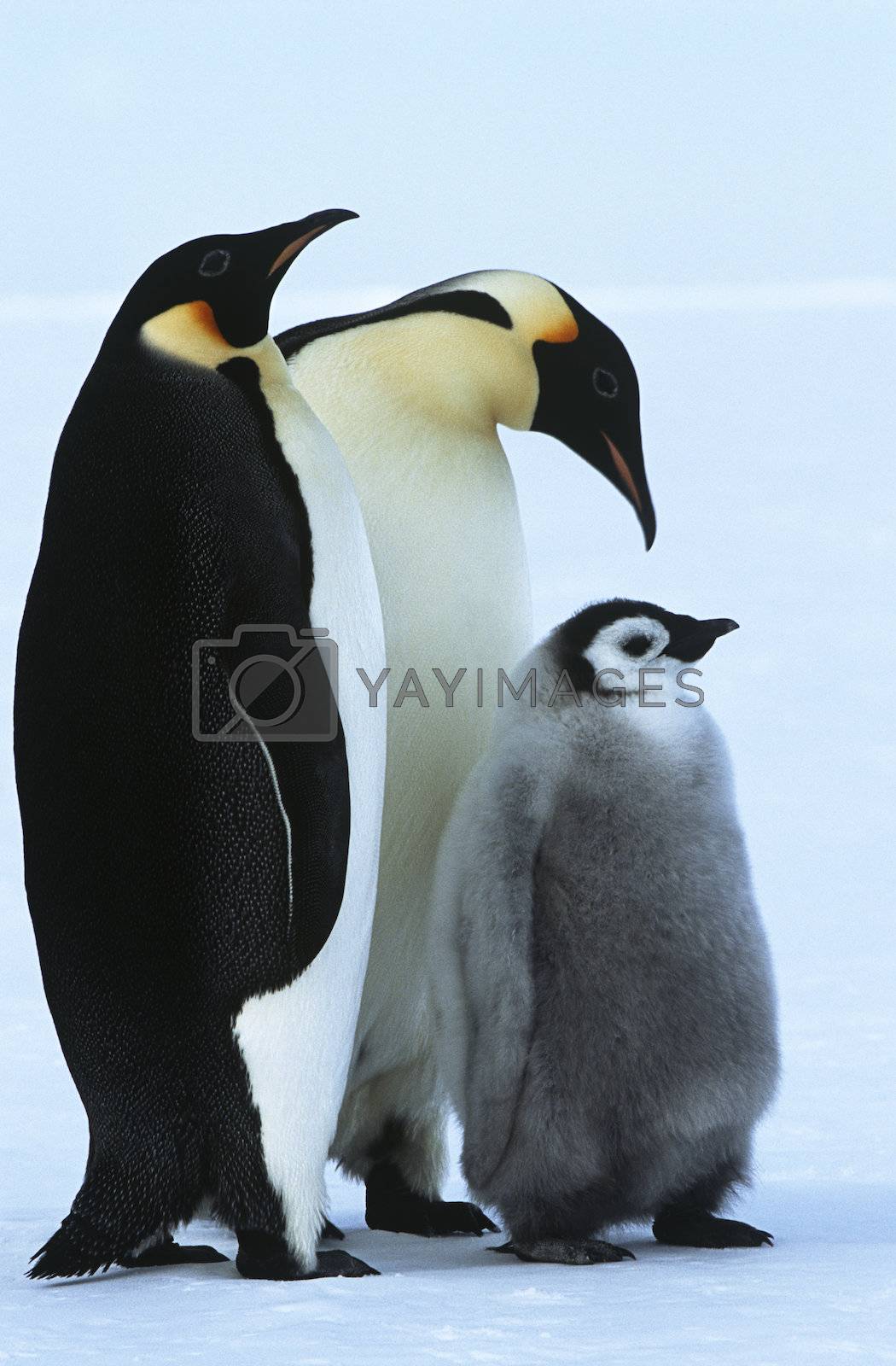 Royalty free image of Antarctica Weddel Sea Atka Bay Emperor Penguin Family by moodboard