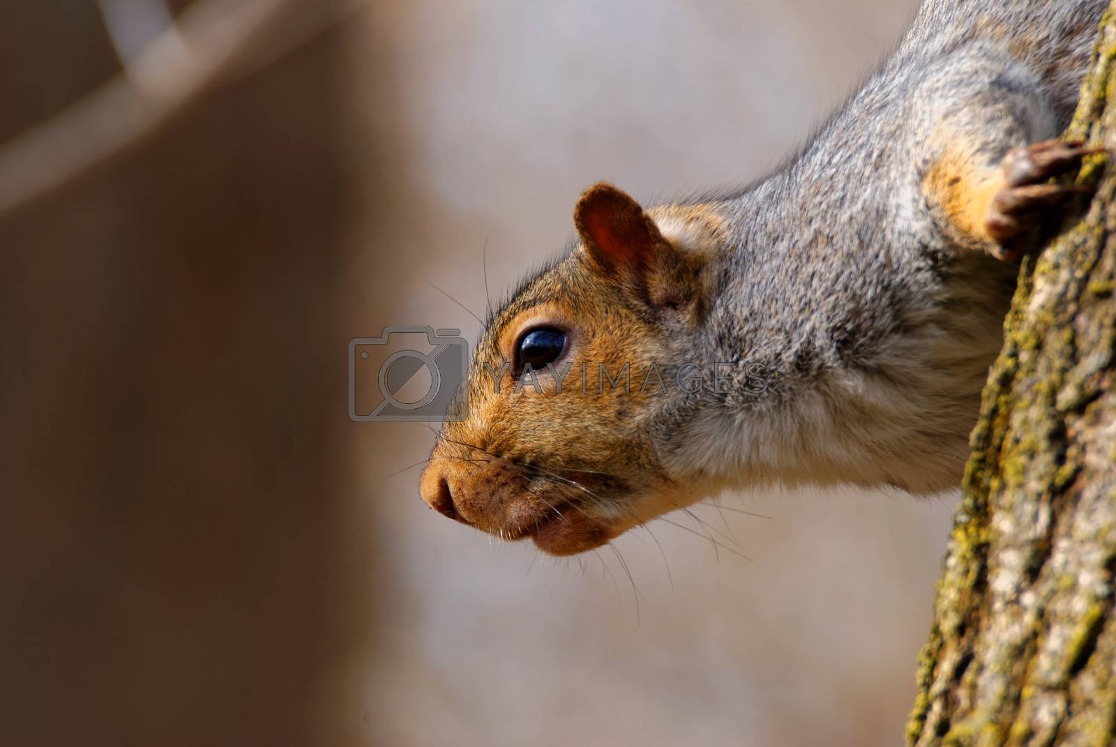 Royalty free image of Gray Squirrel by brm1949