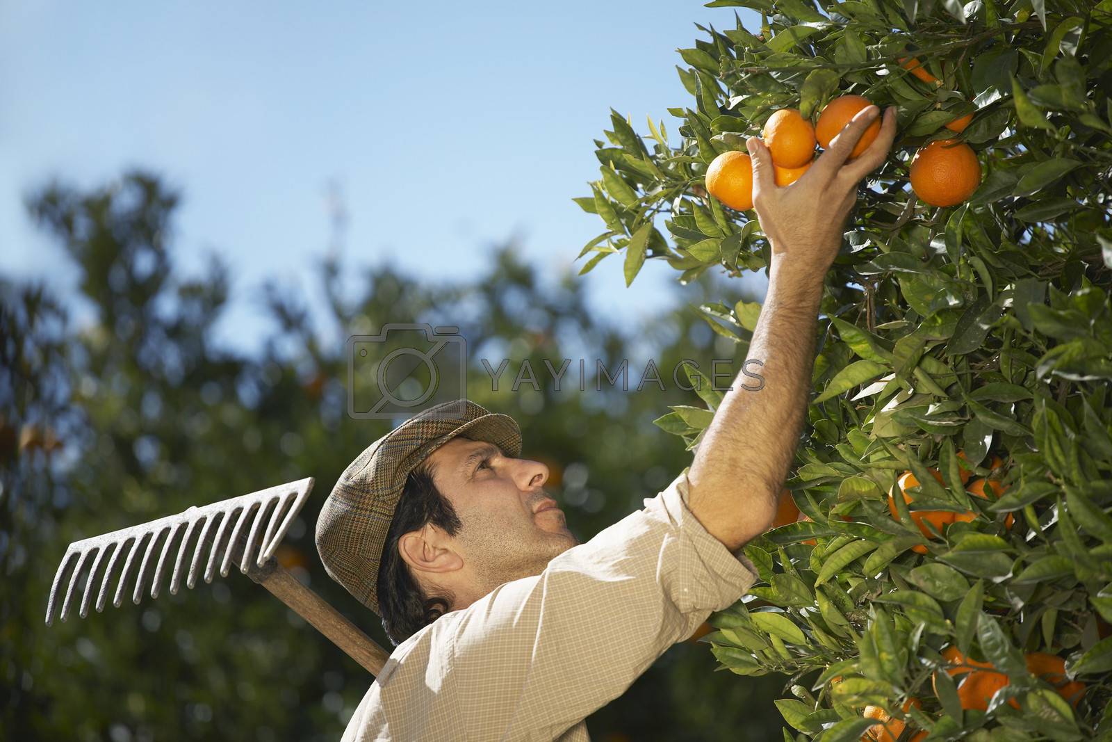 Royalty free image of Closeup of middle age farmer harvesting oranges in farm by moodboard