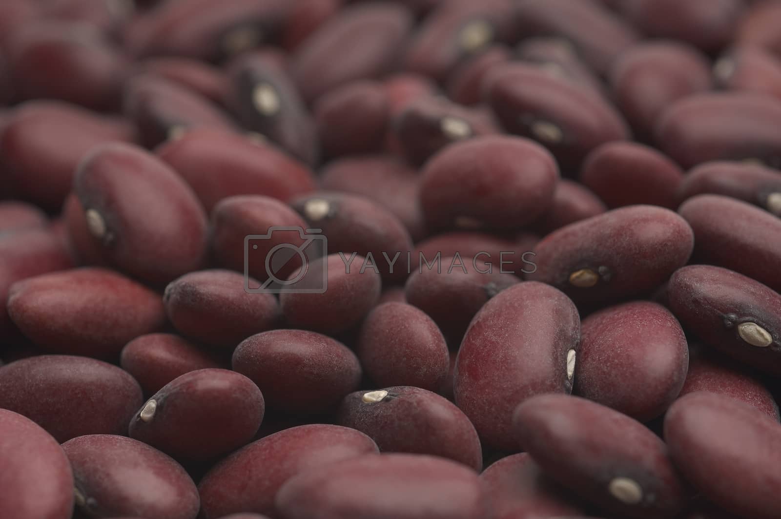 Royalty free image of Full frame image of uncooked kidney beans by moodboard
