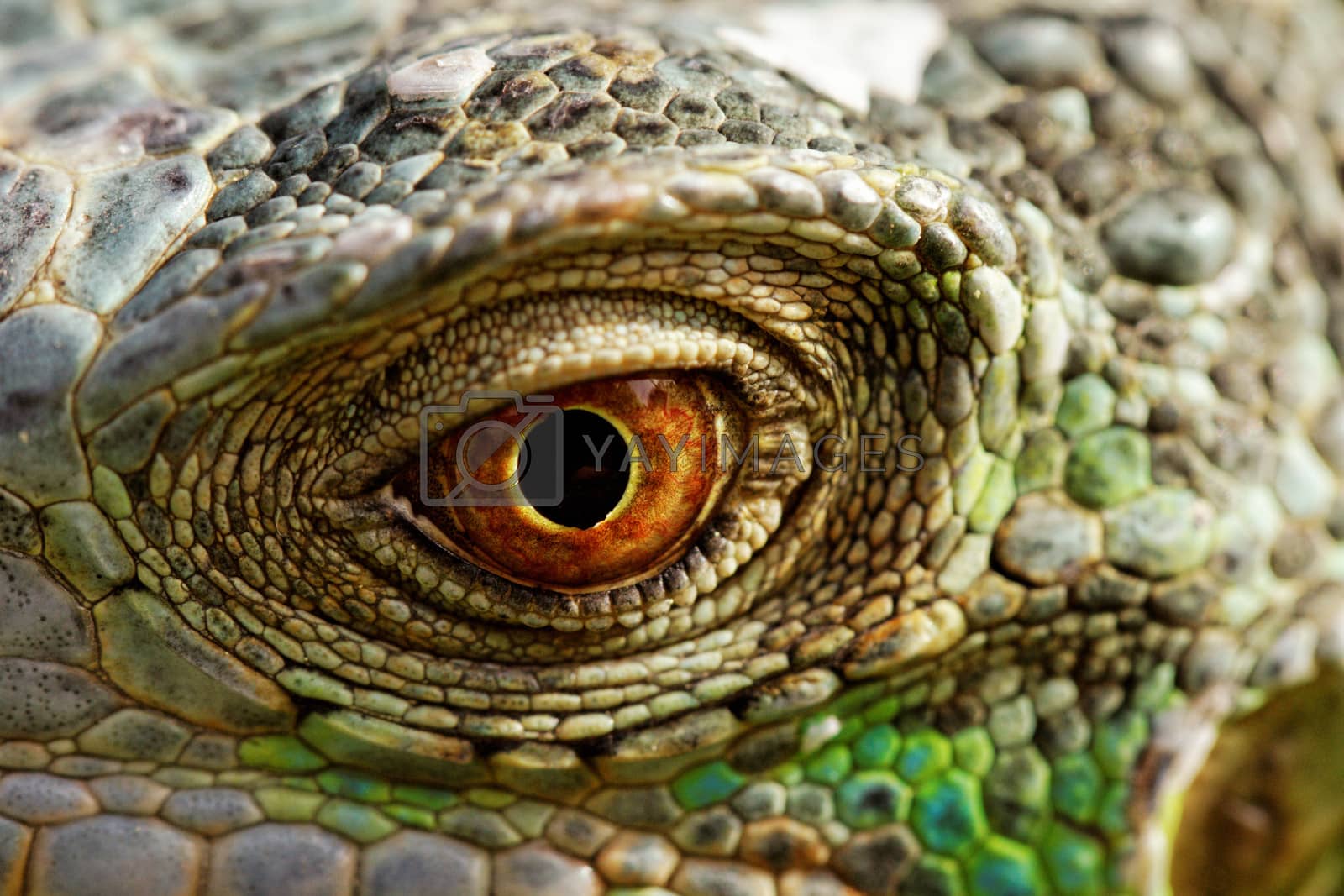 Royalty free image of green iguana eye by NagyDodo