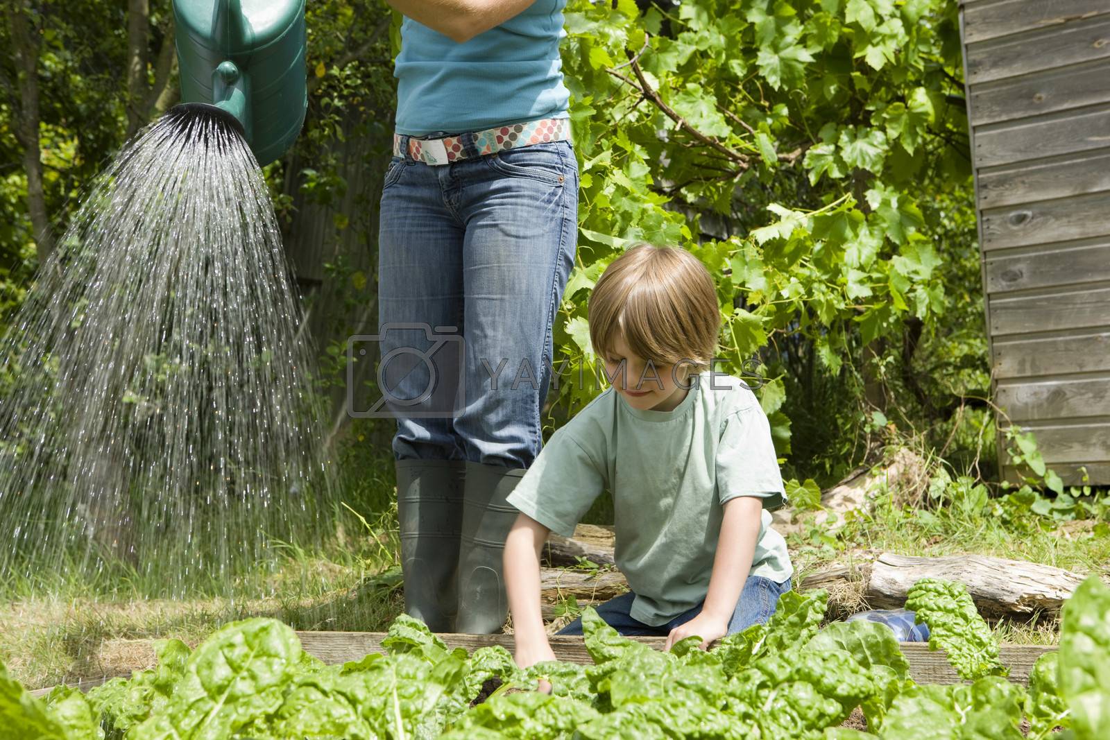 Royalty free image of Boy gardening with mother by moodboard